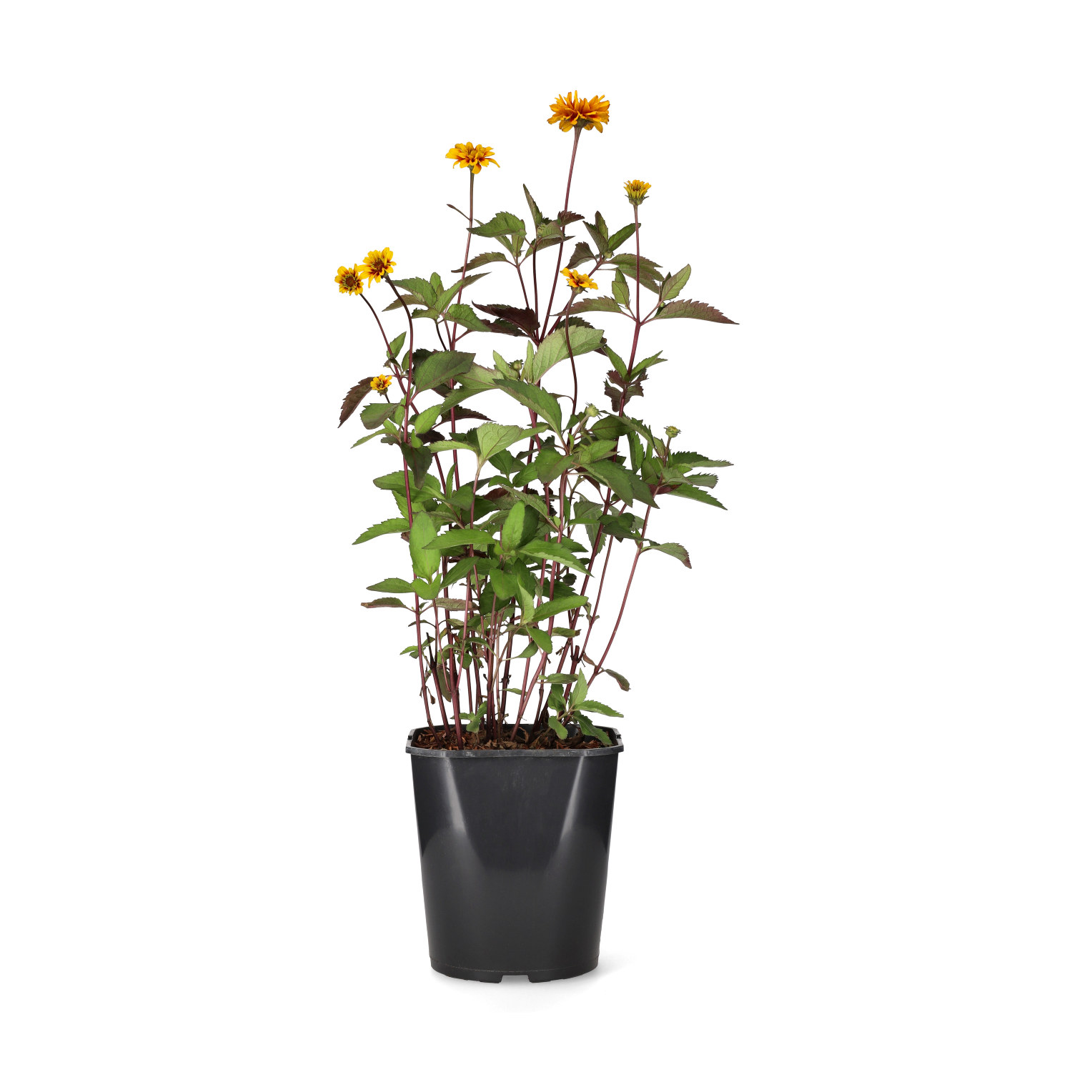 Heliopsis hel. 'Burning Hearts' 23cm