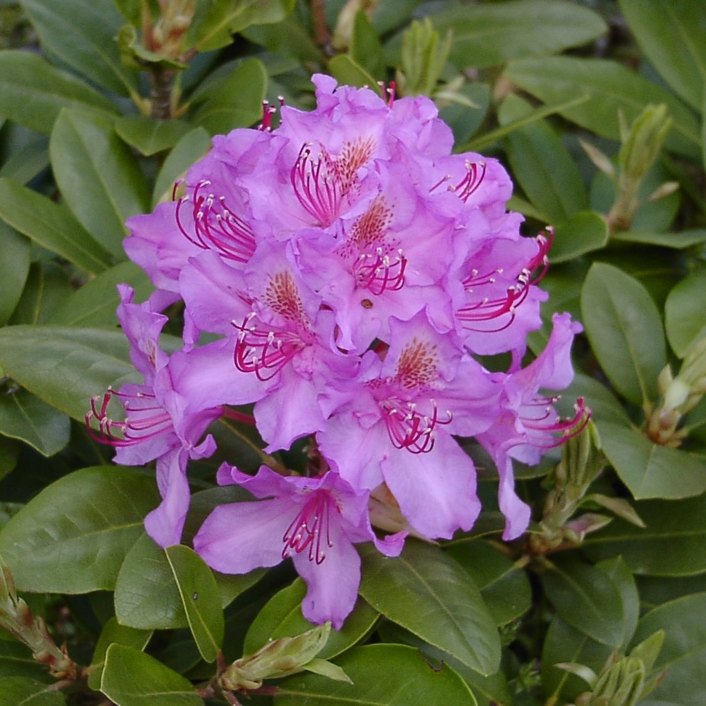 Rhododendron hybr.'Pink Purple Dream' 35cm
