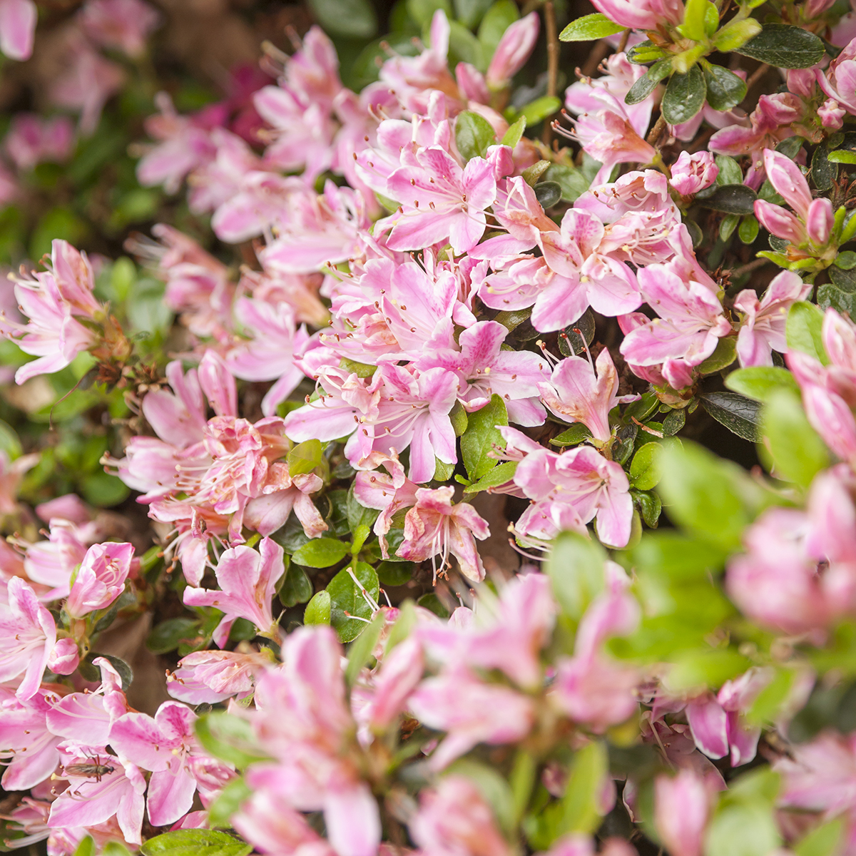 Rhododendron jap. Azalea 'Kermesinum Rosé' 17cm