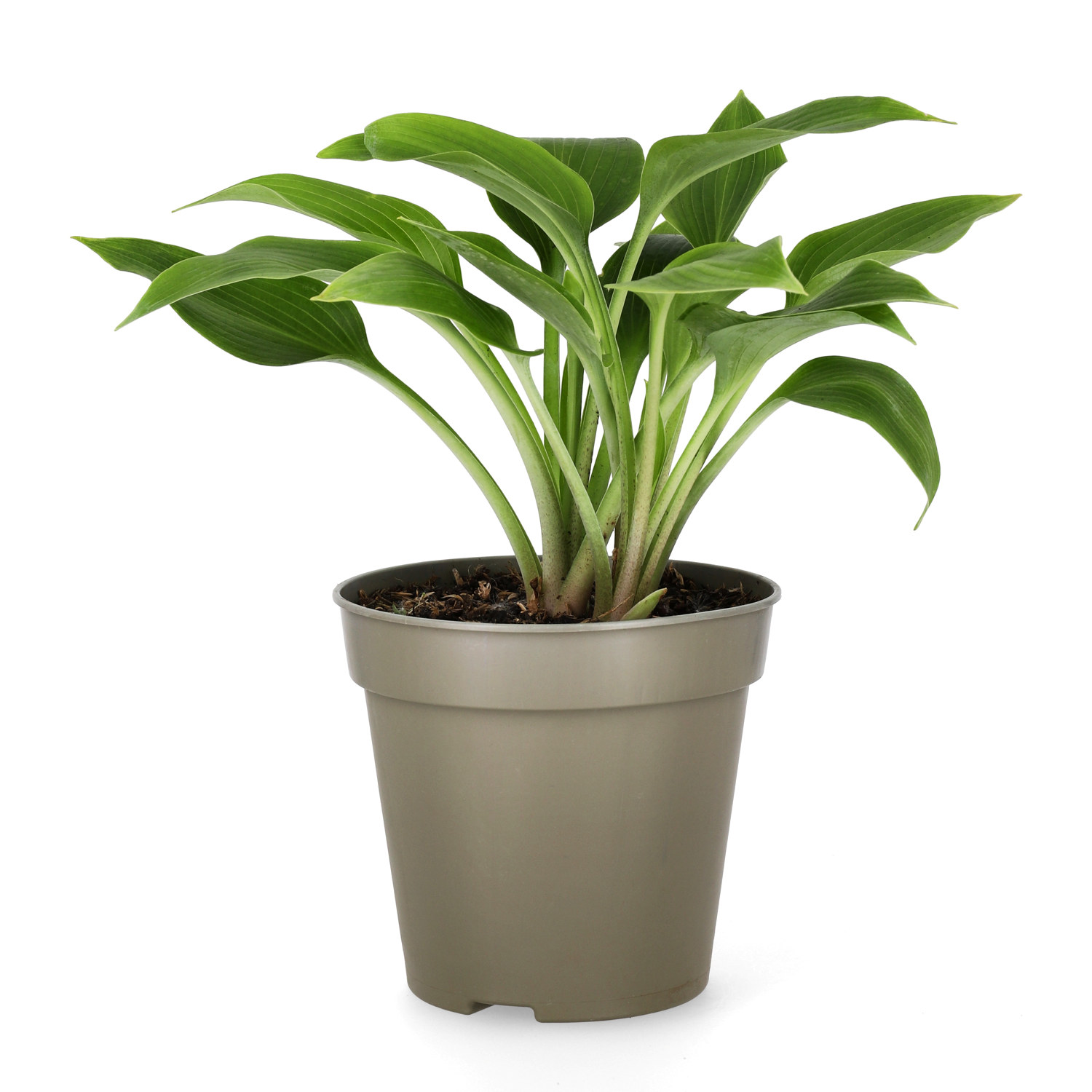 Hosta 'Halcyon' 13cm