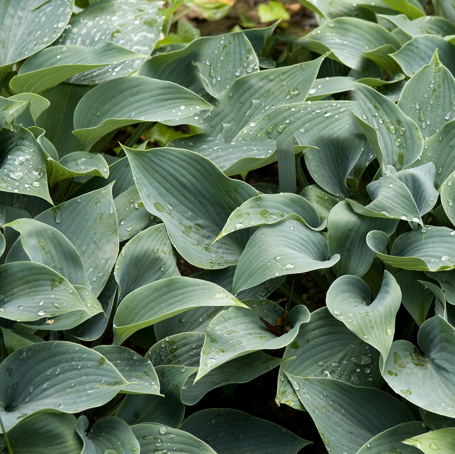 Hosta 'Halcyon' 13cm