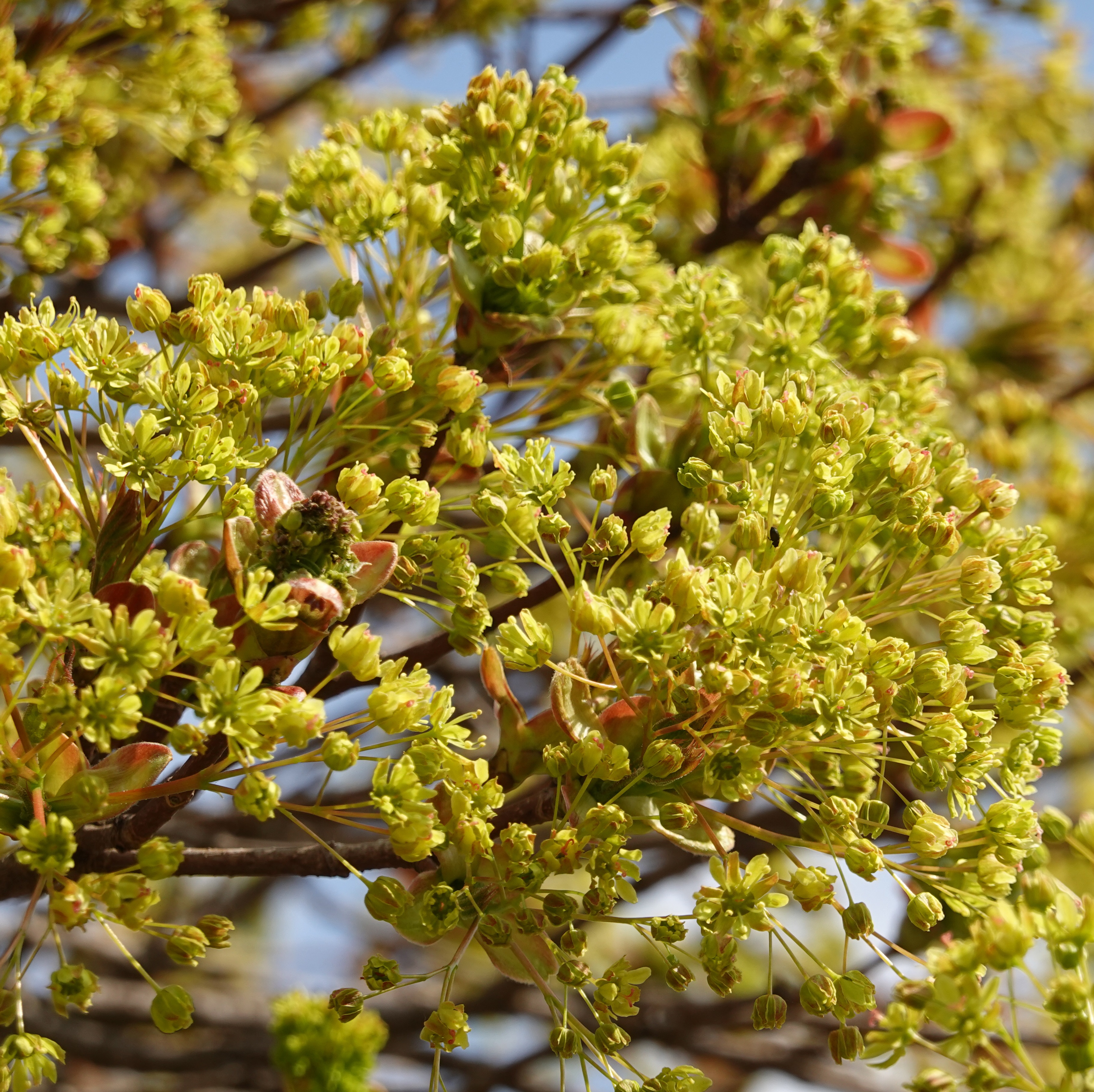 Acer platanoides 'Globosum' stem 120cm 29cm