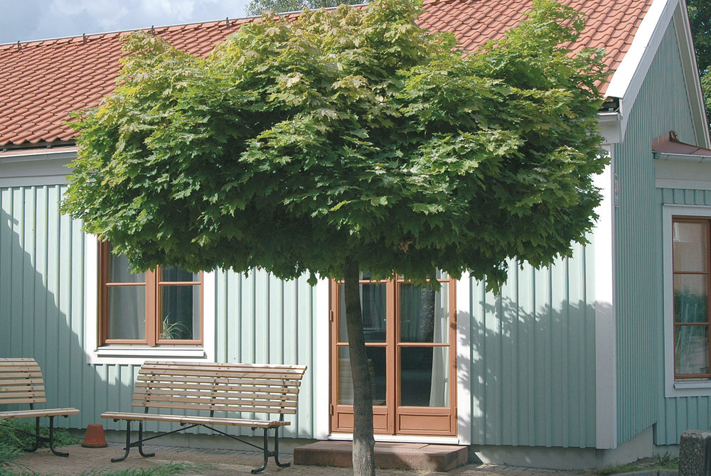 Acer platanoides 'Globosum' stem 120cm 29cm