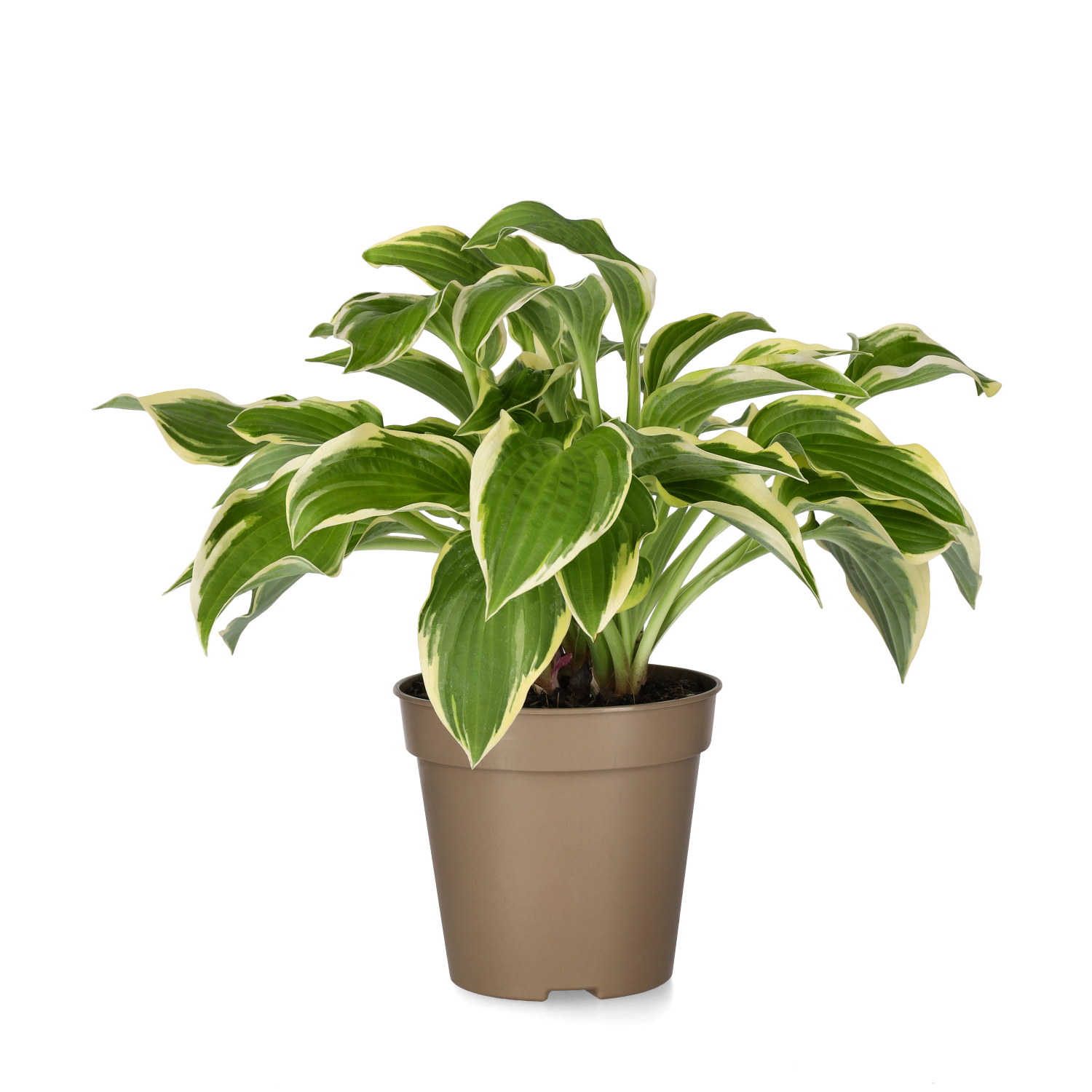 Hosta 'Wide Brim' 13cm