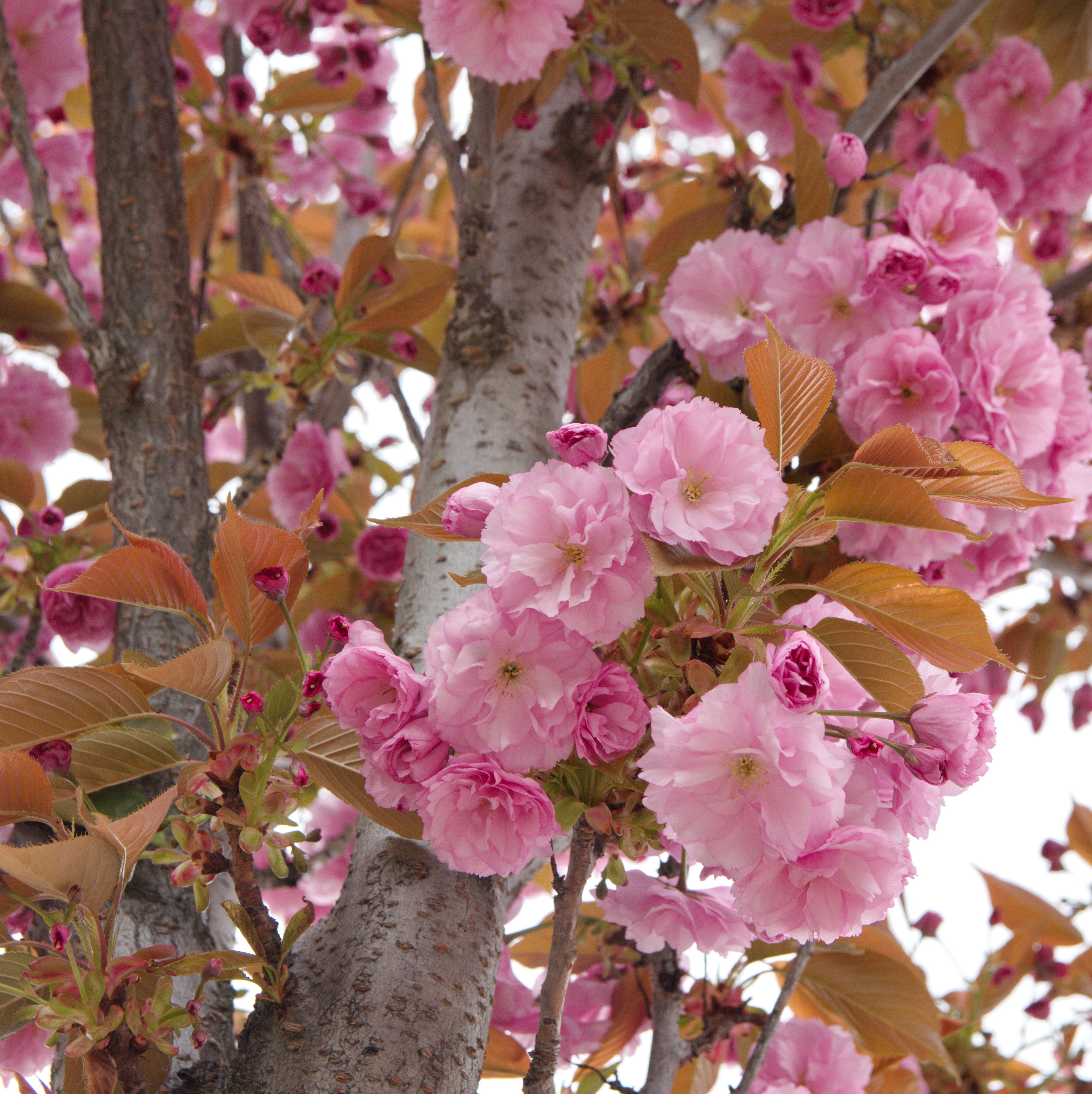 Japankirsebær 'Kanzan' på stamme