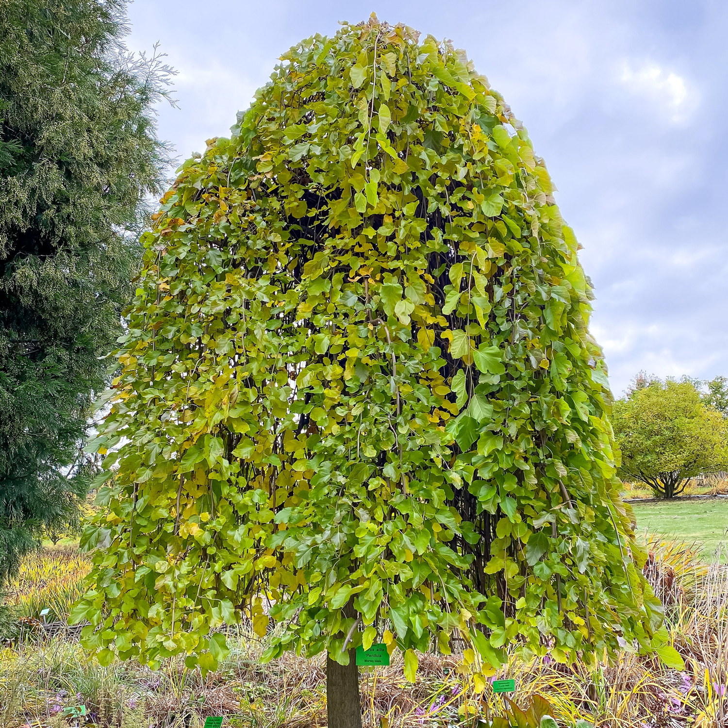 Vitt mullbär 'Pendula' på stam