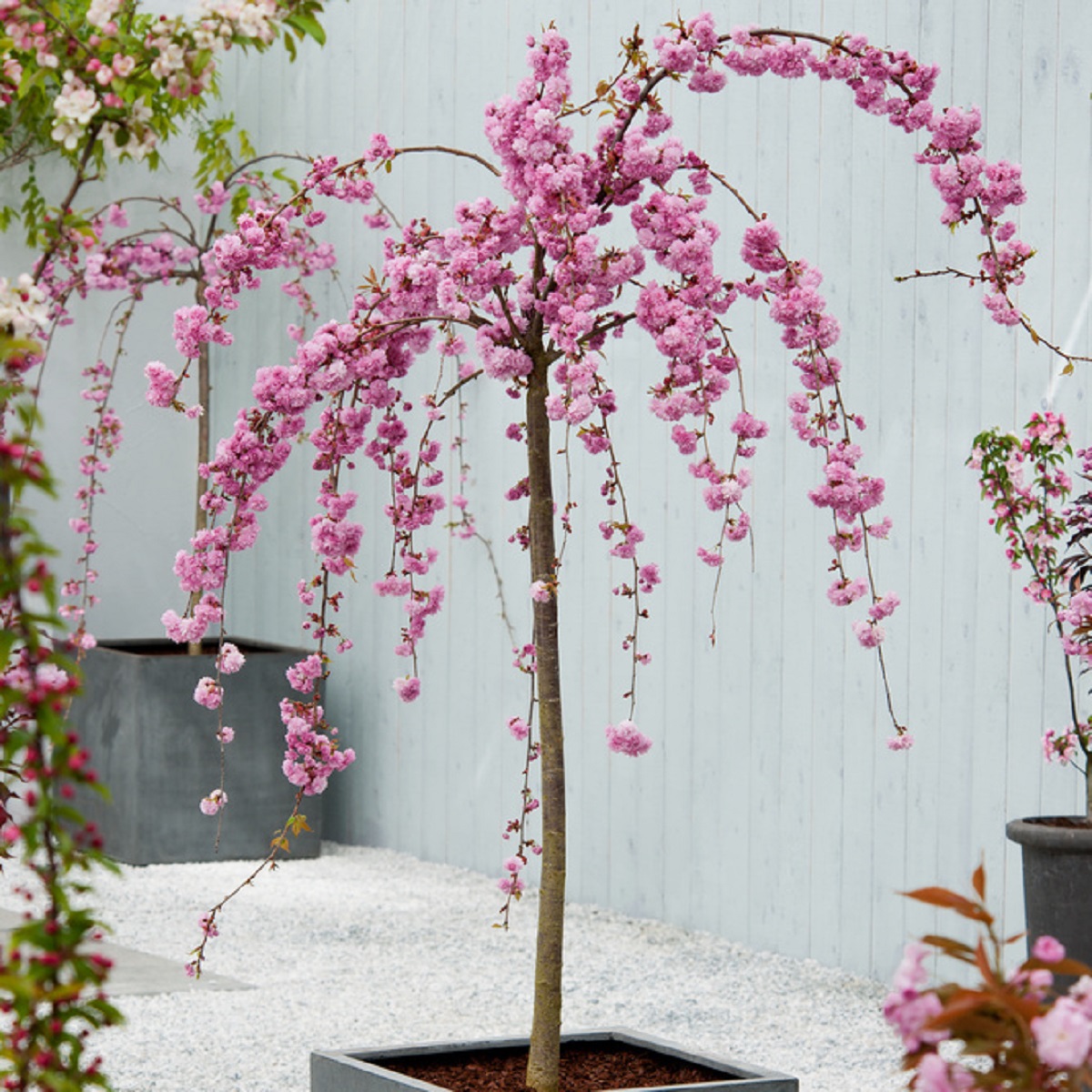Japansk hengekirsebær 'Kiku-shidare-zakura' på stamme