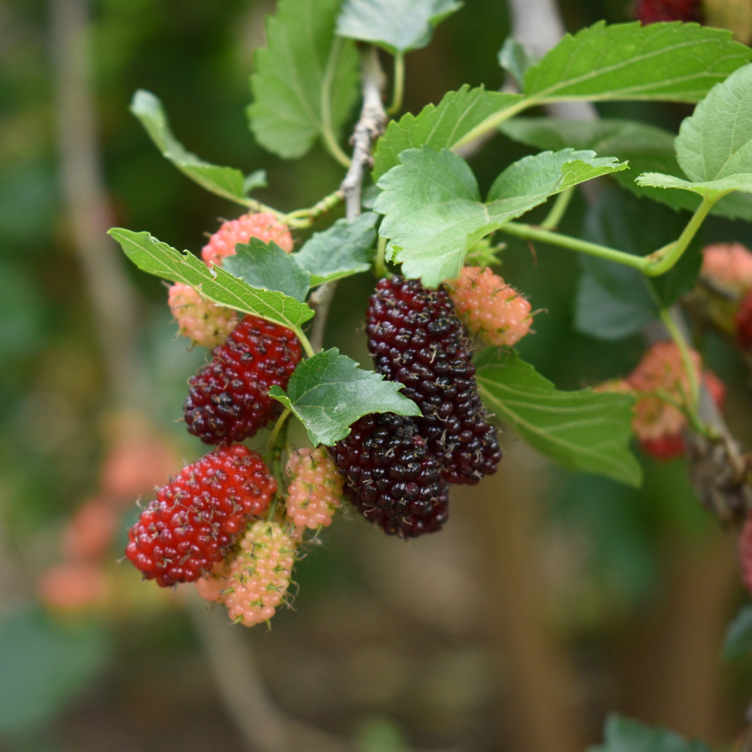 Vitt mullbär 'Pendula' på stam