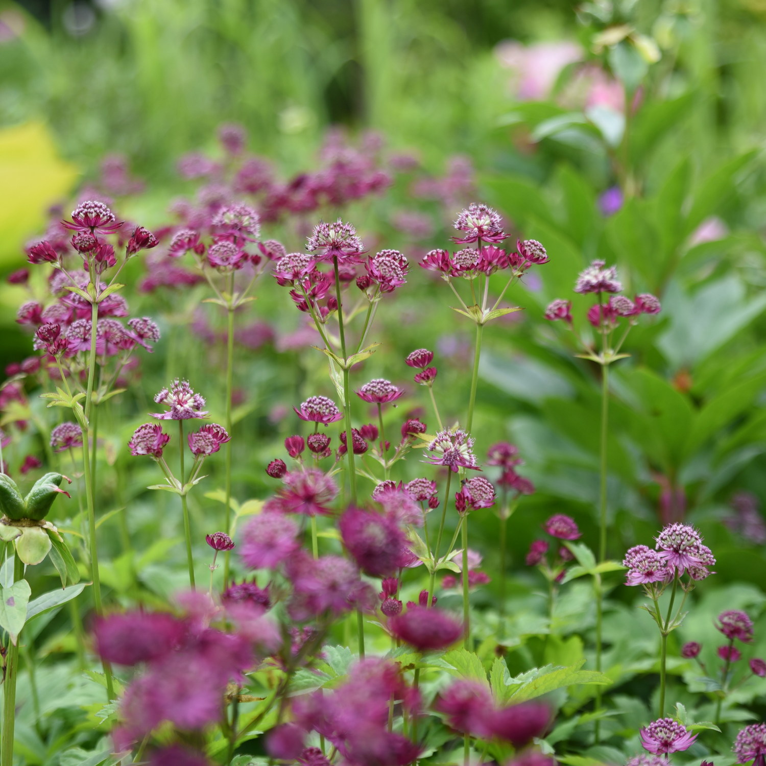 Astrantia major 'Burgundy Manor' 19cm