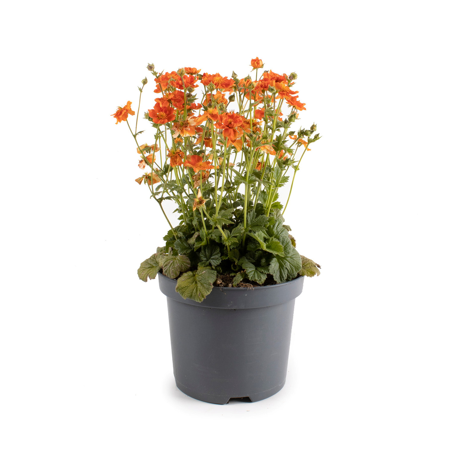 Hagehumleblomst TEMPO ORANGE