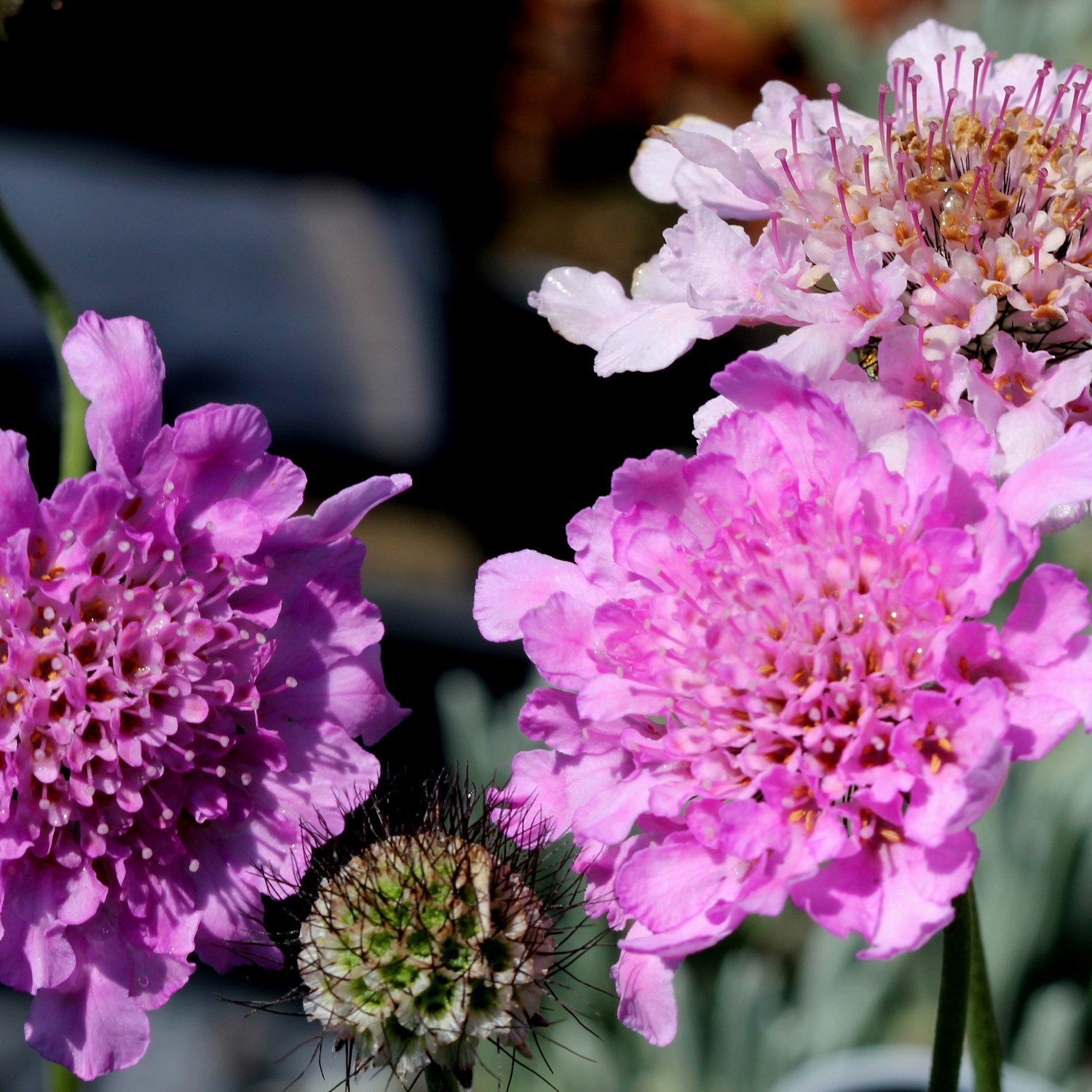 Fältvädd FLUTTER ROSE PINK