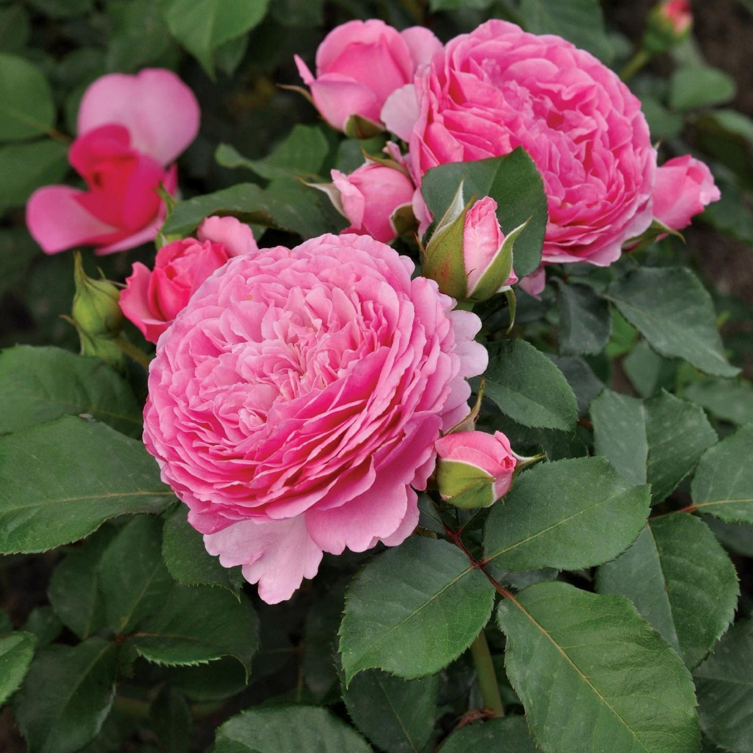 Floribundaros MILEVA™ FRAYLA®