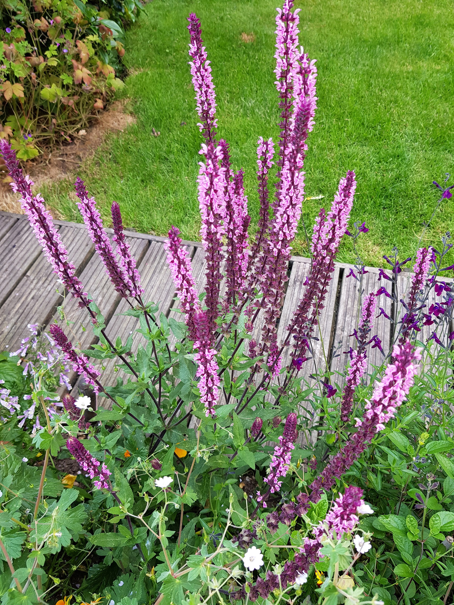 Stäppsalvia 'Caradonna Pink'