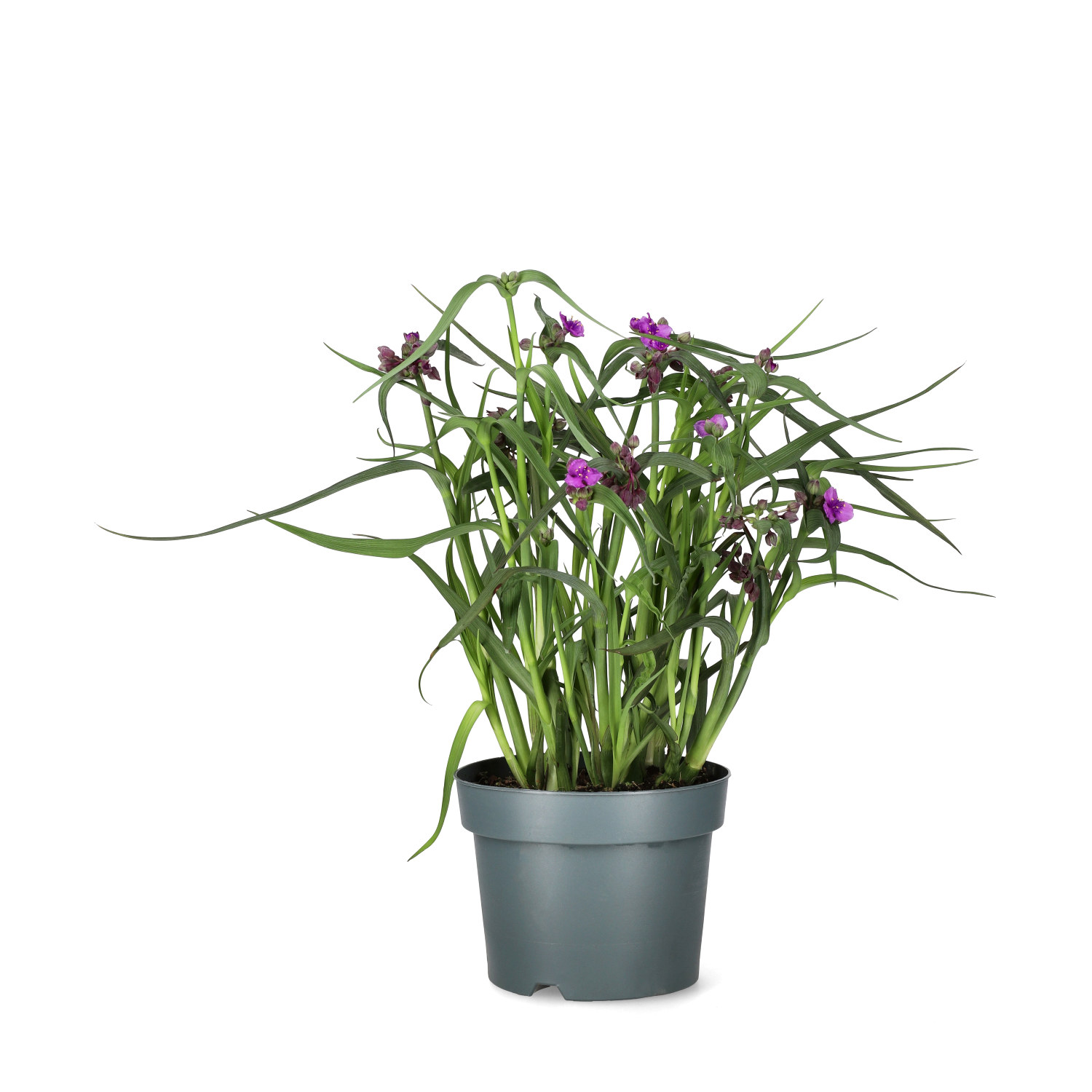 Tremastarblomma 'Brainstorm'