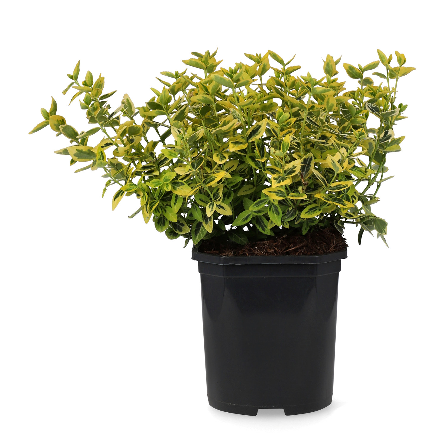 Euonymus fortunei var radicans 'Emerald 'n' Gold' 25-30cm 2L