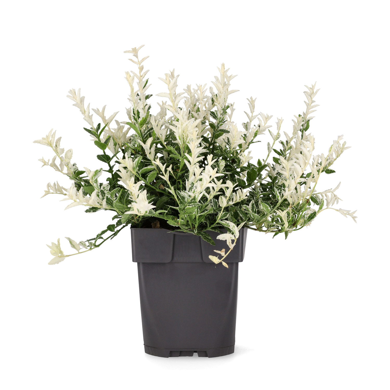 Klätterbenved 'Harlequin'