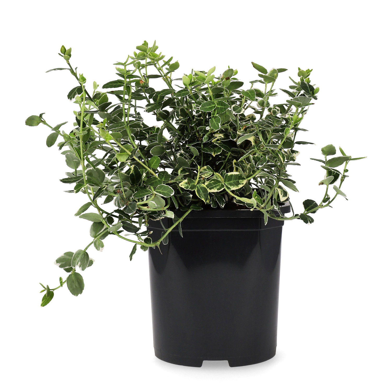 Euonymus fortunei var. radicans 'Emerald Gaiety' 25-30cm 2L