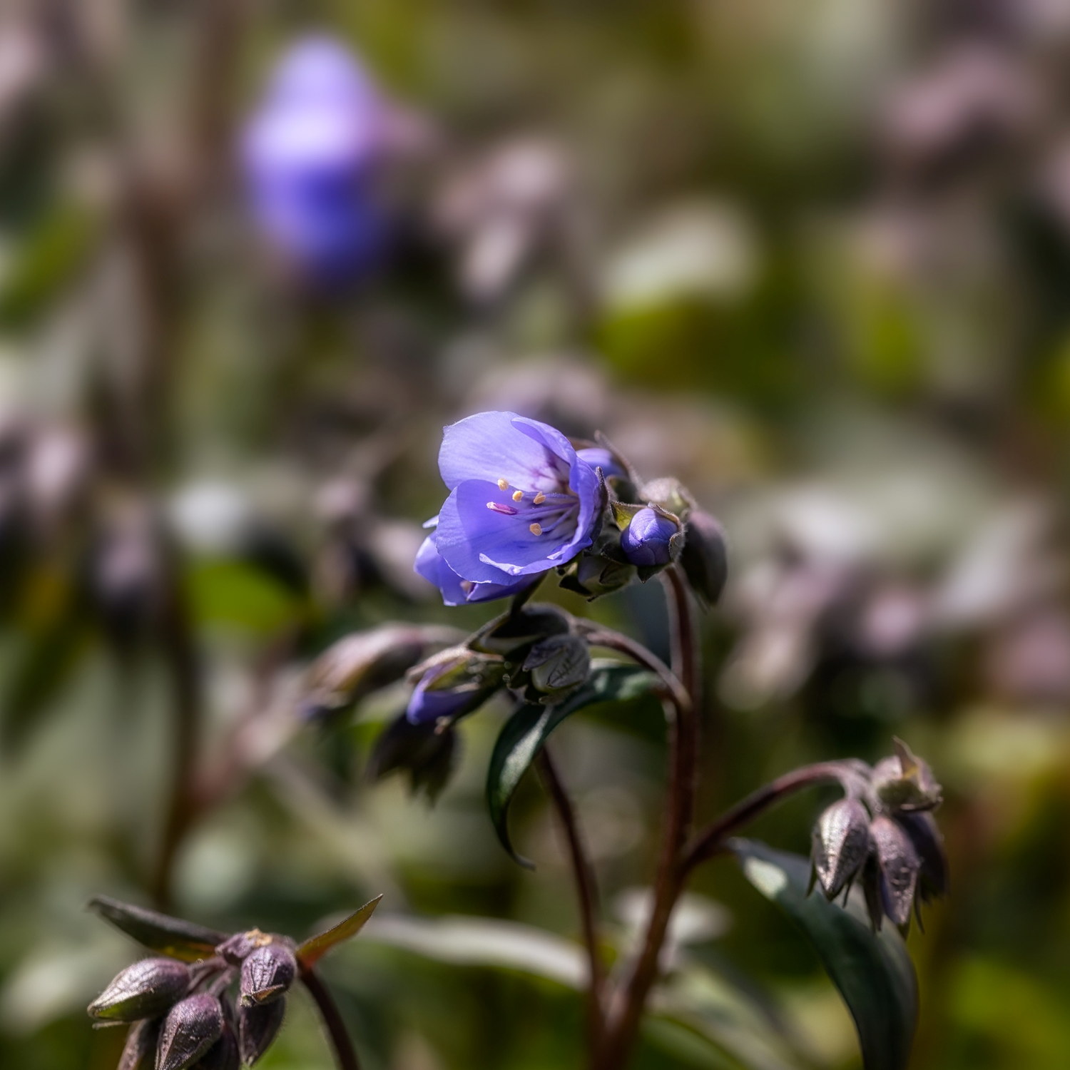 Blågull 'Heaven Scent'