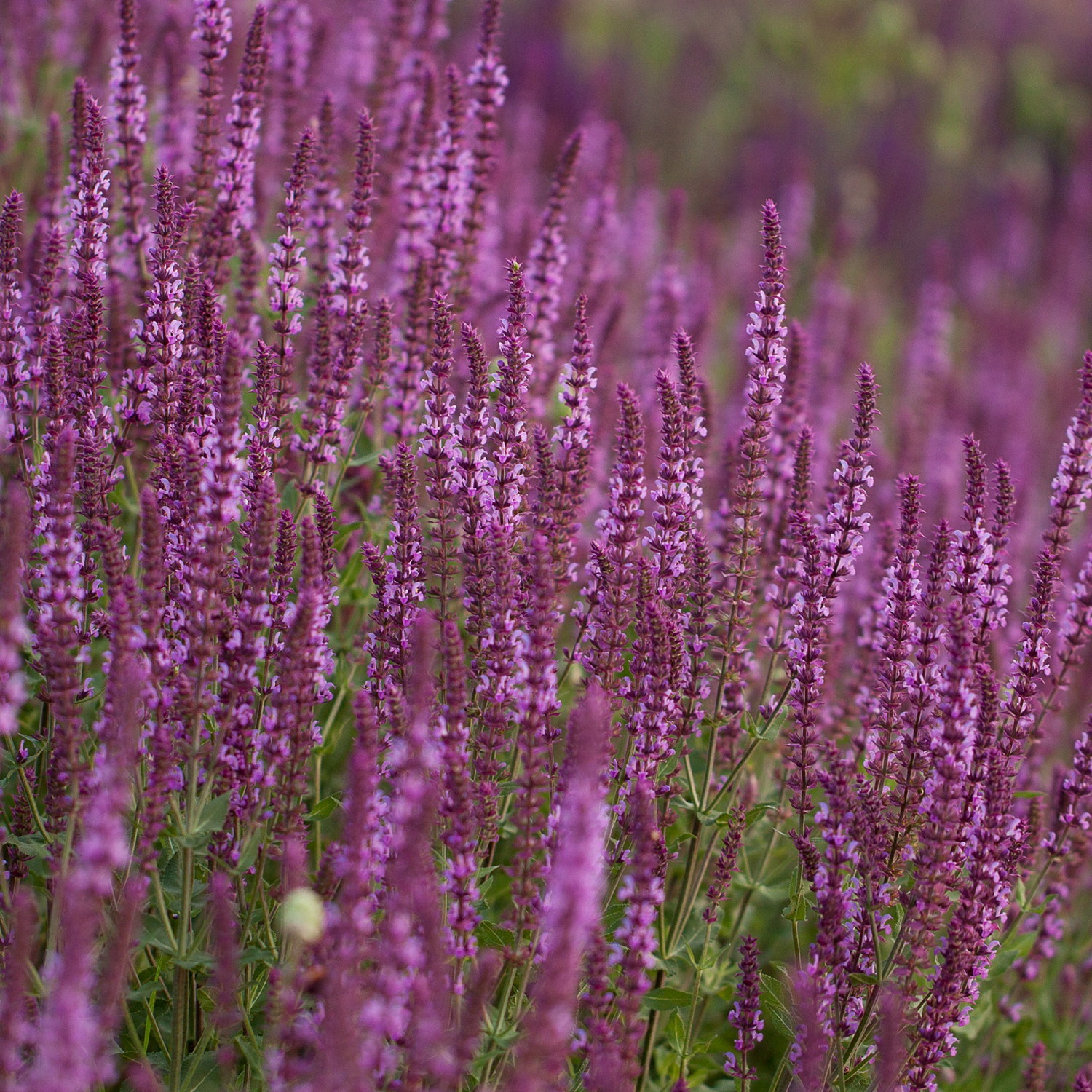 Stäppsalvia 'Pink Marvel'
