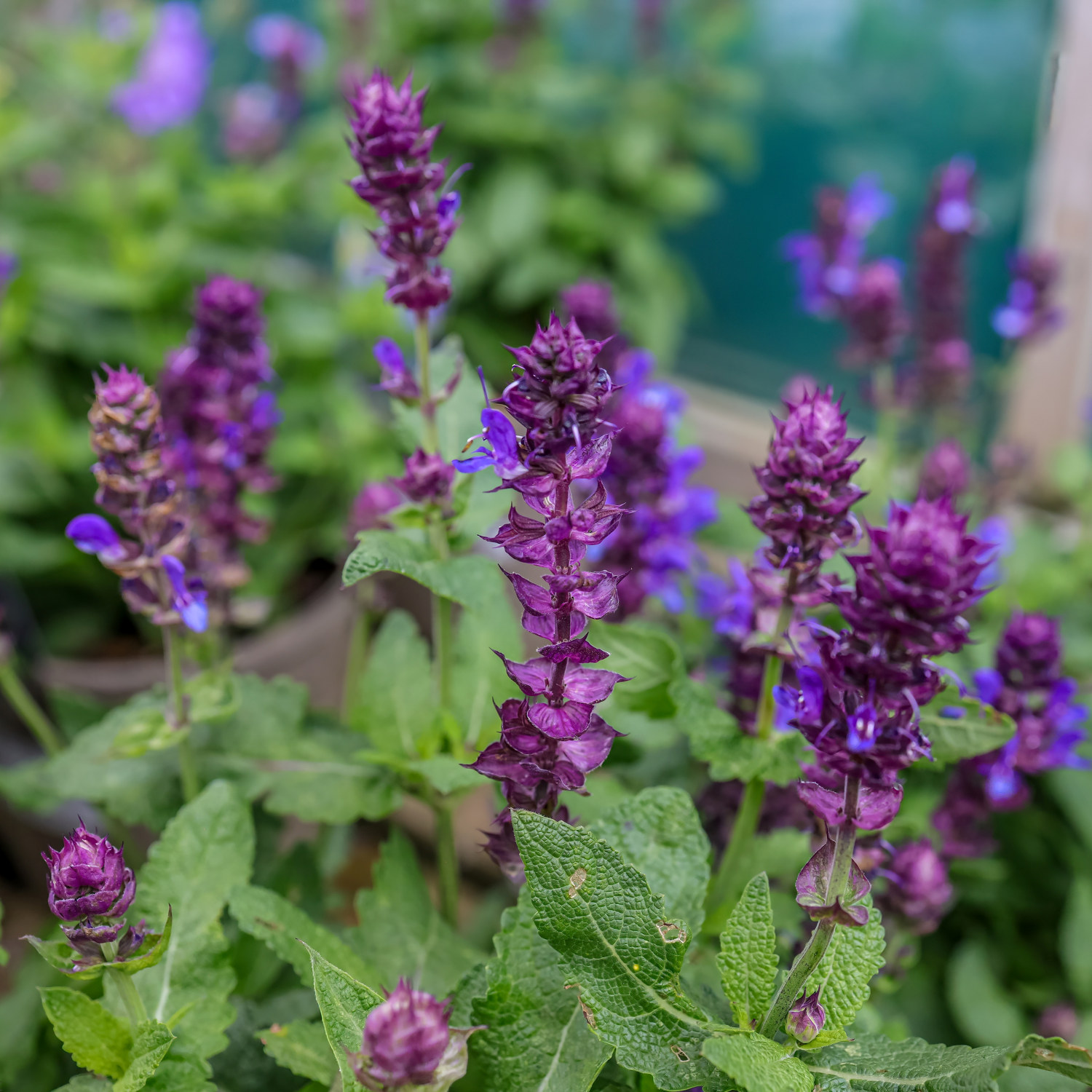 Salvia nem 'Marvel Sky Blue'  17cm