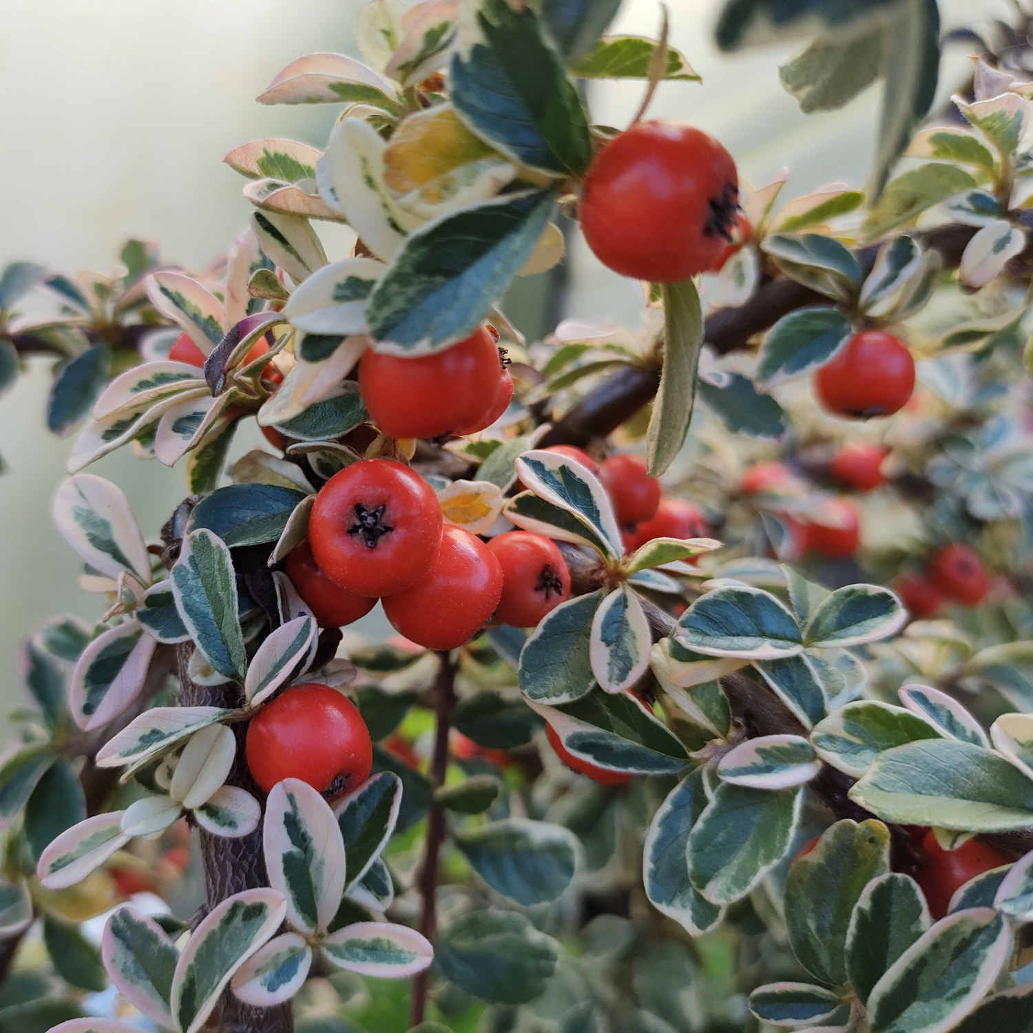 Svenskt parkoxbär 'Juliette' på stam