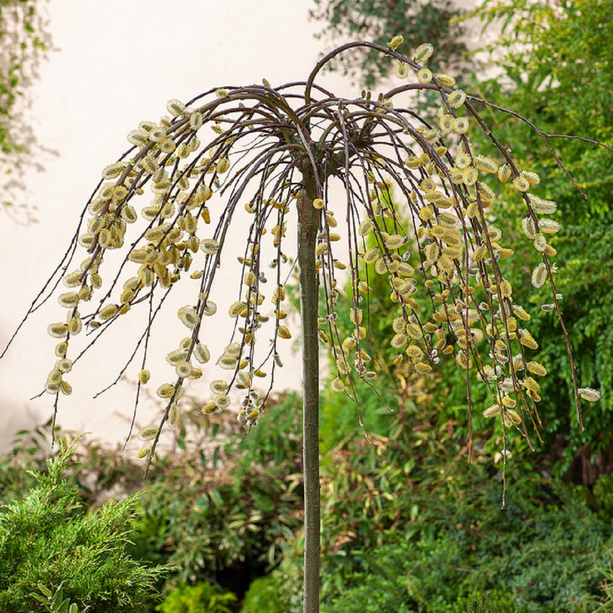 Hängsälg 'Kilmarnock' på stam