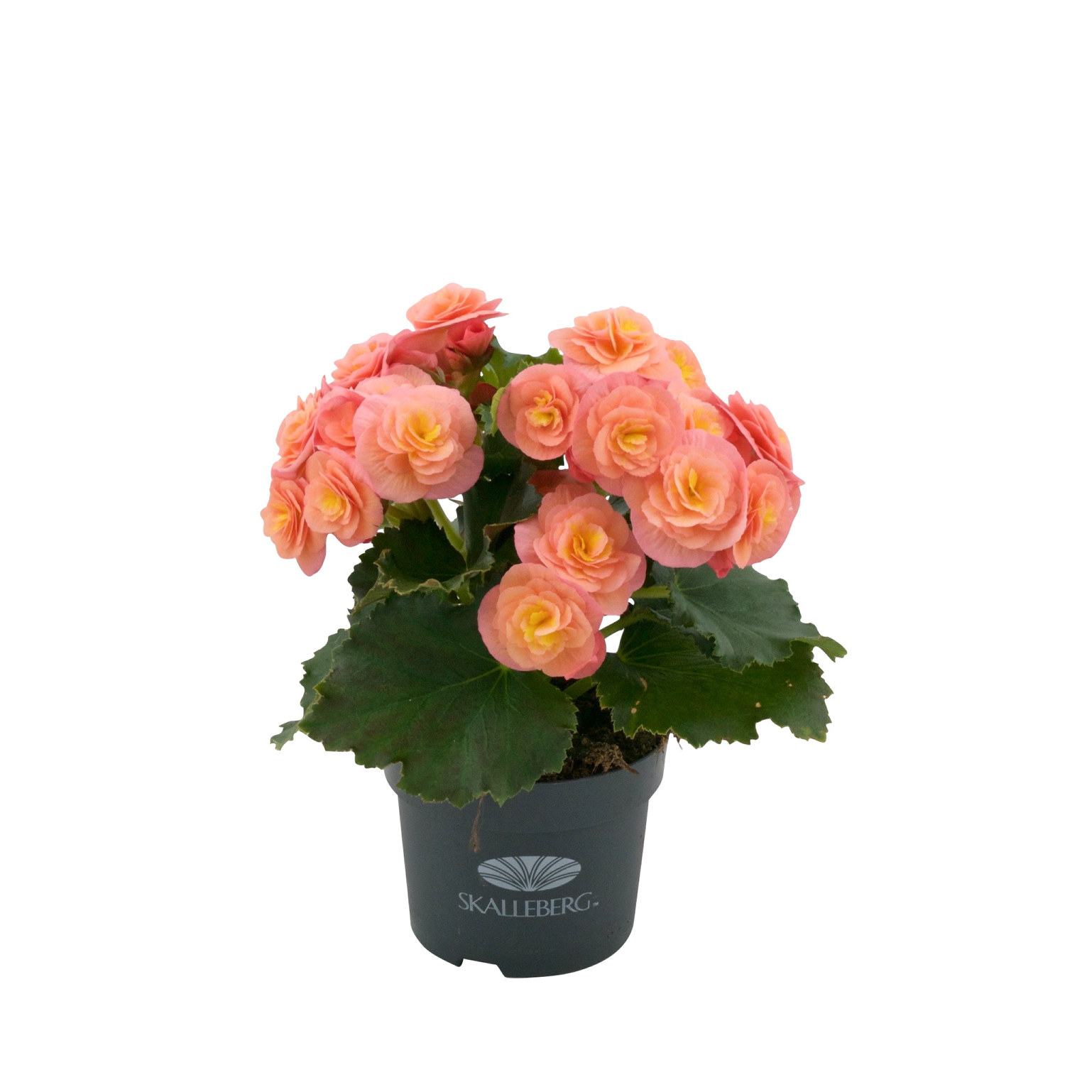 Begonia 'Belove Peach'