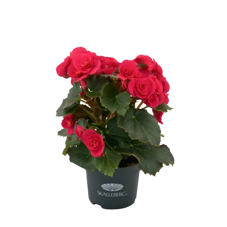 Begonia Belove Cherry