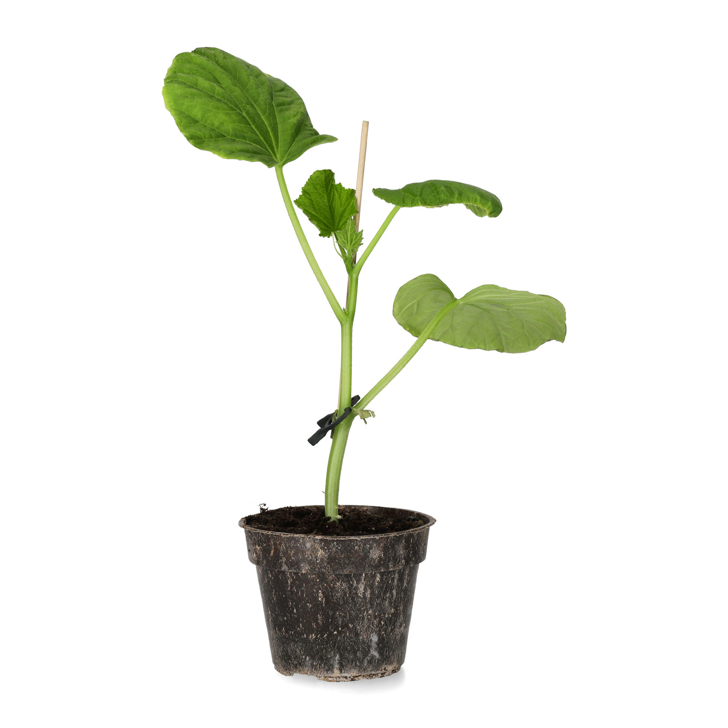 All N. Cucumis sativus snack 'Kaikura' 10,5 cm