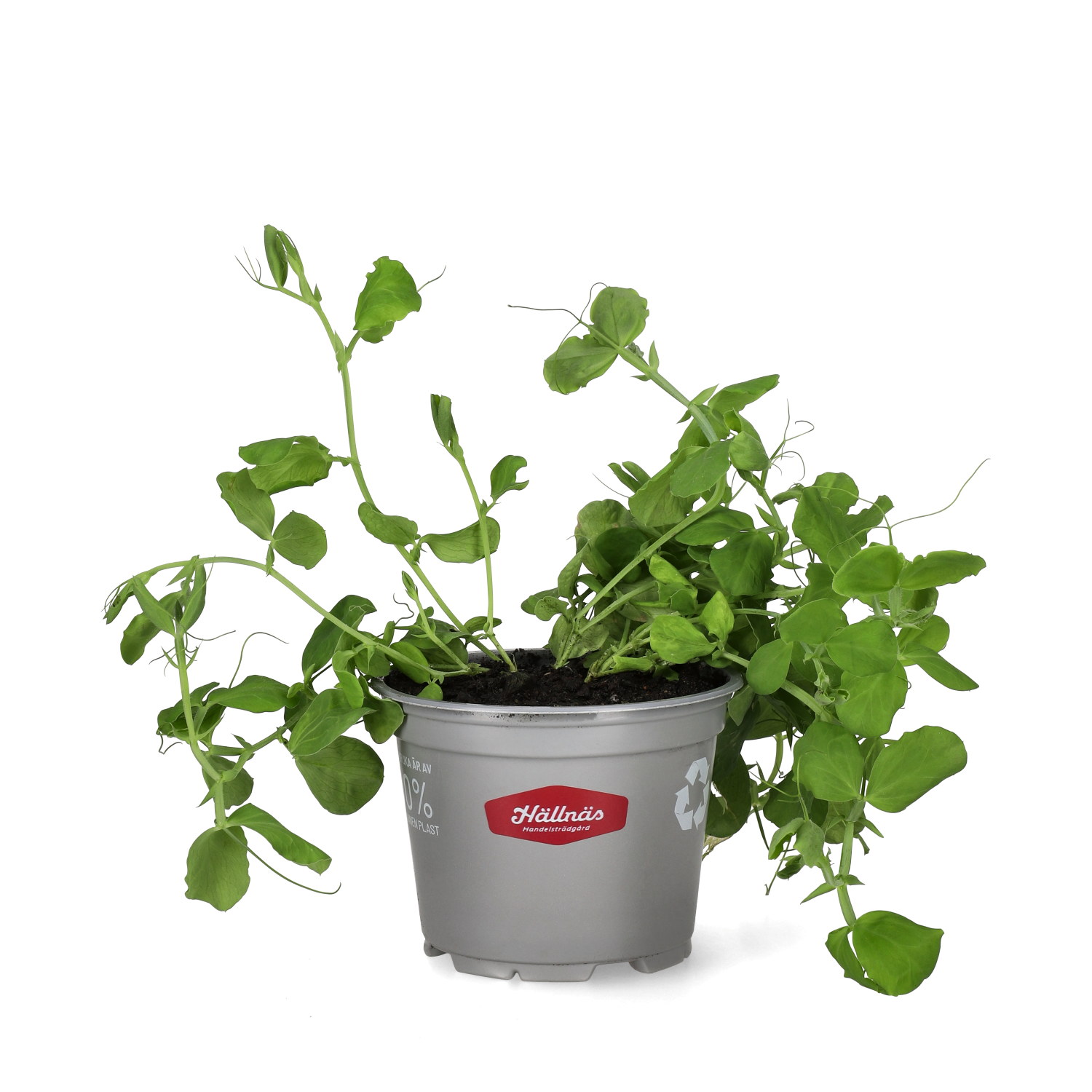 Dverglykt 'Villa Roma Raspberry'