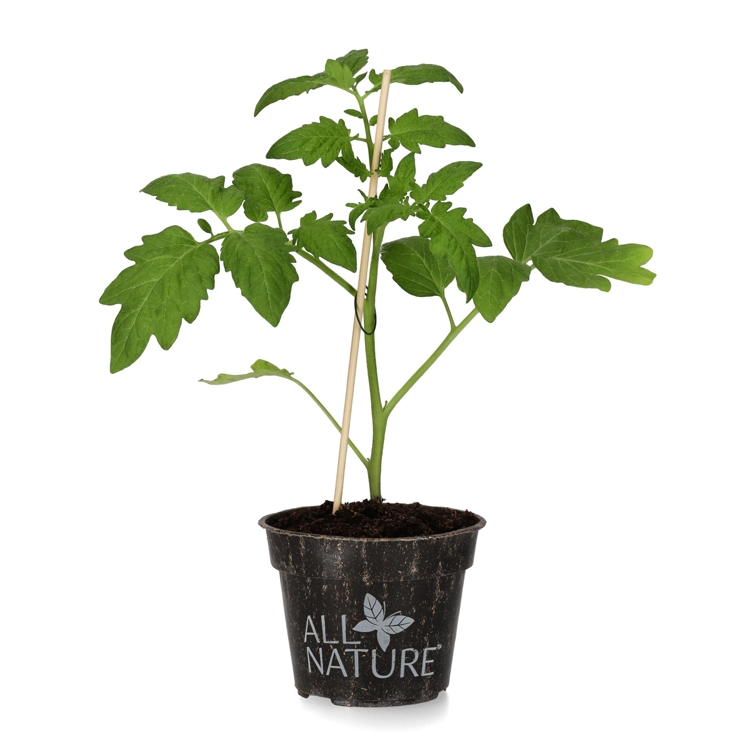 Cocktailtomat 'Tomeo'