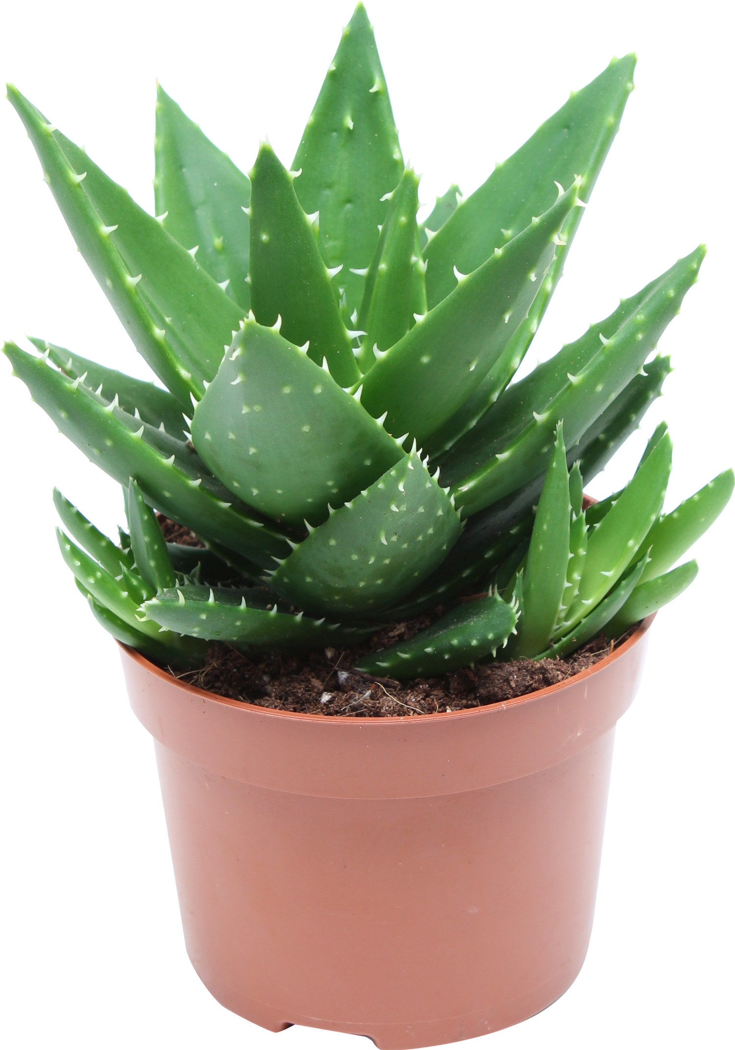Aloe perfoliata