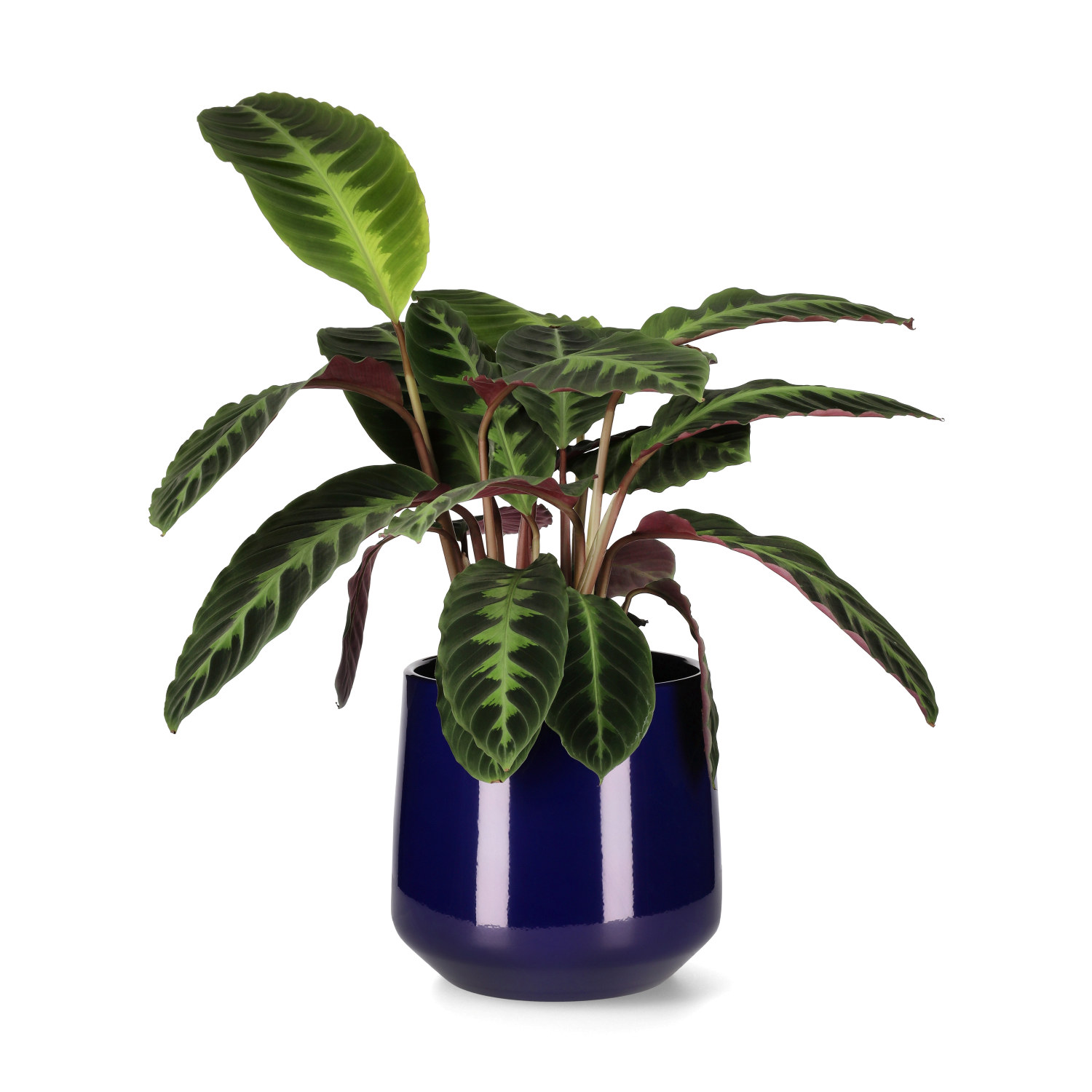 Calathea warscewiczii