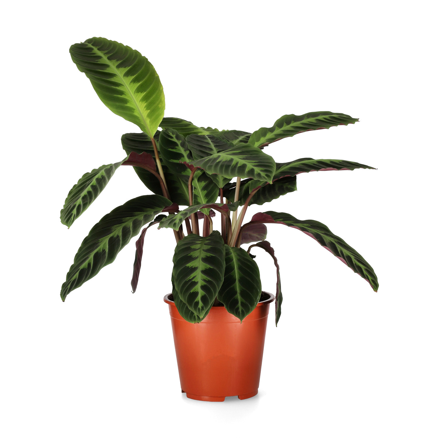 Calathea warscewiczii