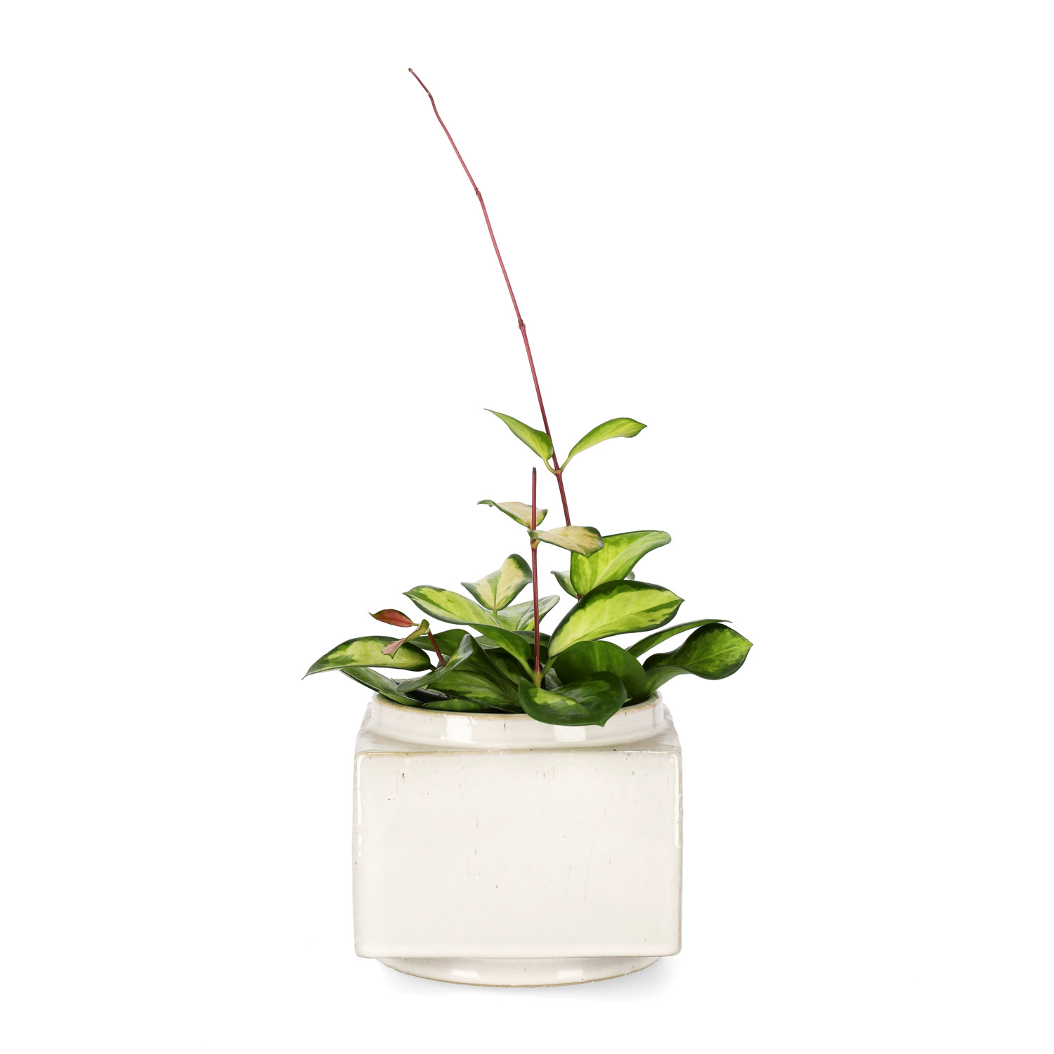 Hoya carnosa 'Tricolor'