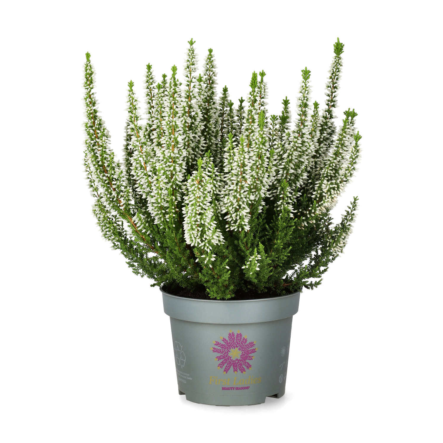 Calluna 'First Lady' 11 cm