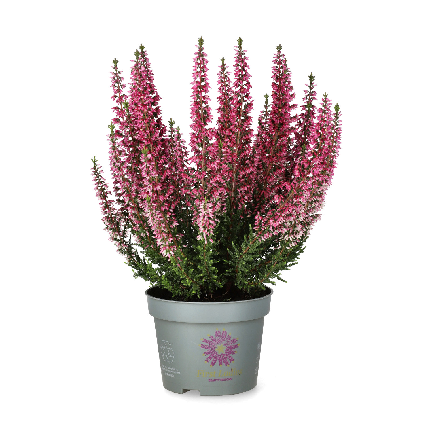 Calluna 'First Lady' 11 cm