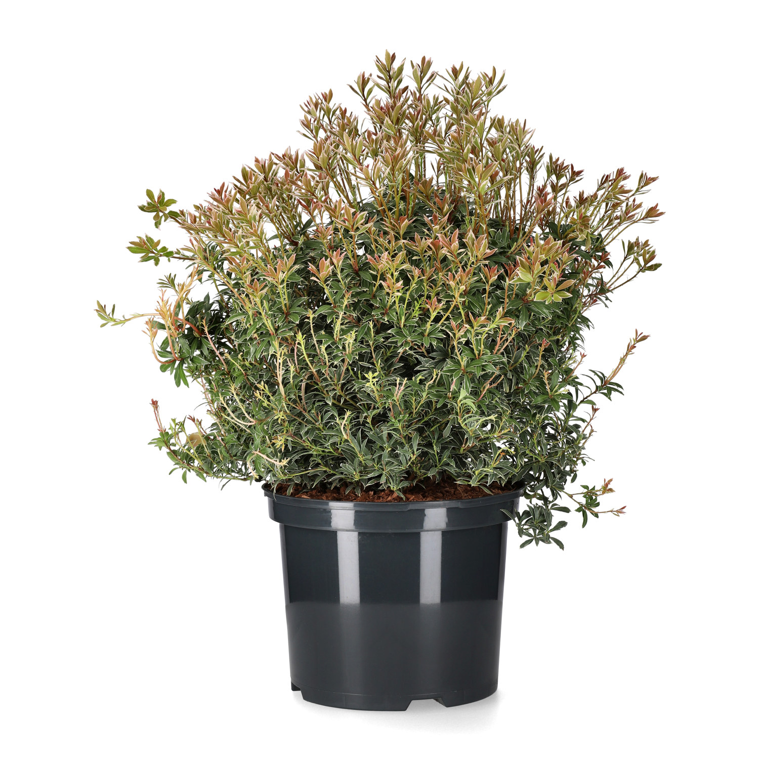 Japansk buskrosling 'Little Heath'