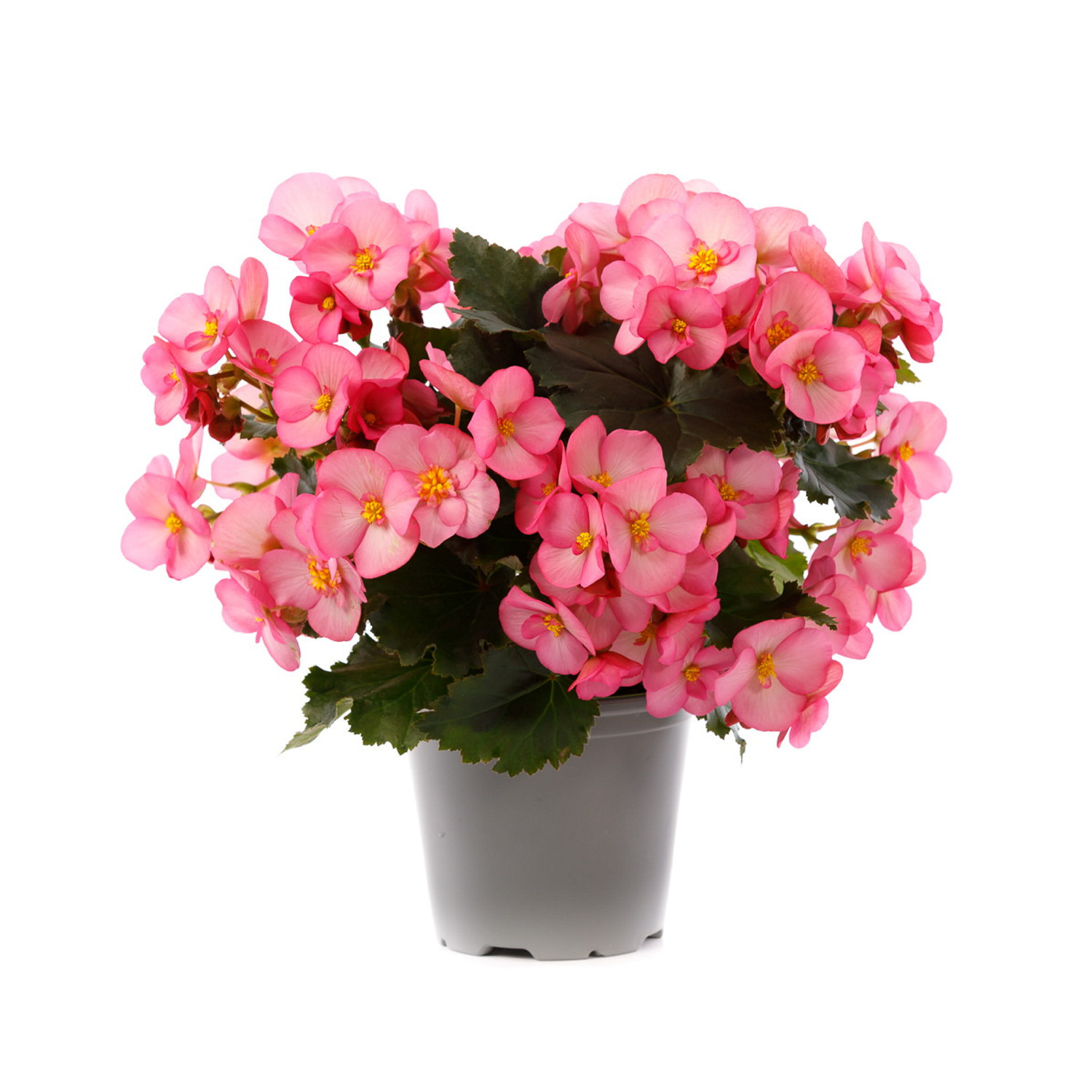 Julebegonia