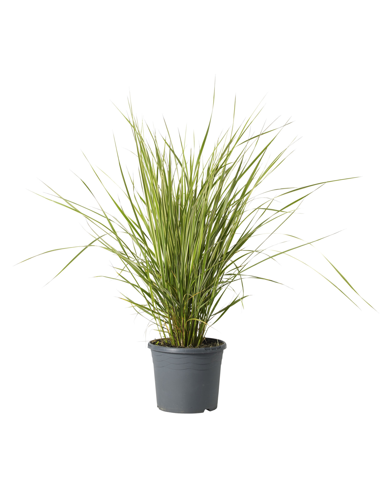 Pennisetum x advena 'Rubrum' 17 cm