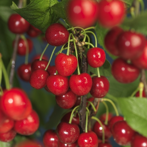 Prunus avium 'Gårdebo' E 12L