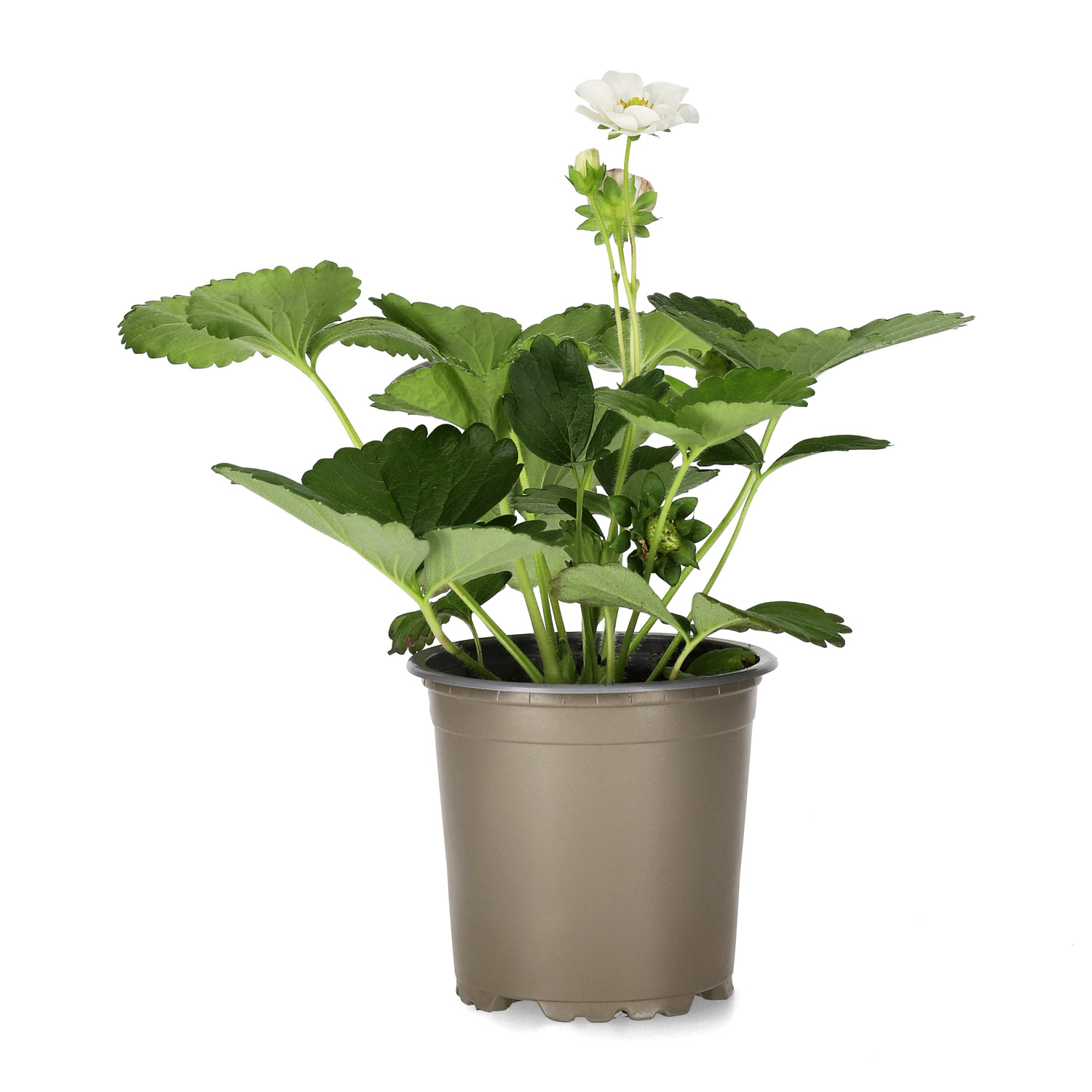 Fragaria x ananassa 'Summer Breeze Snow' KRAV 10,5cm