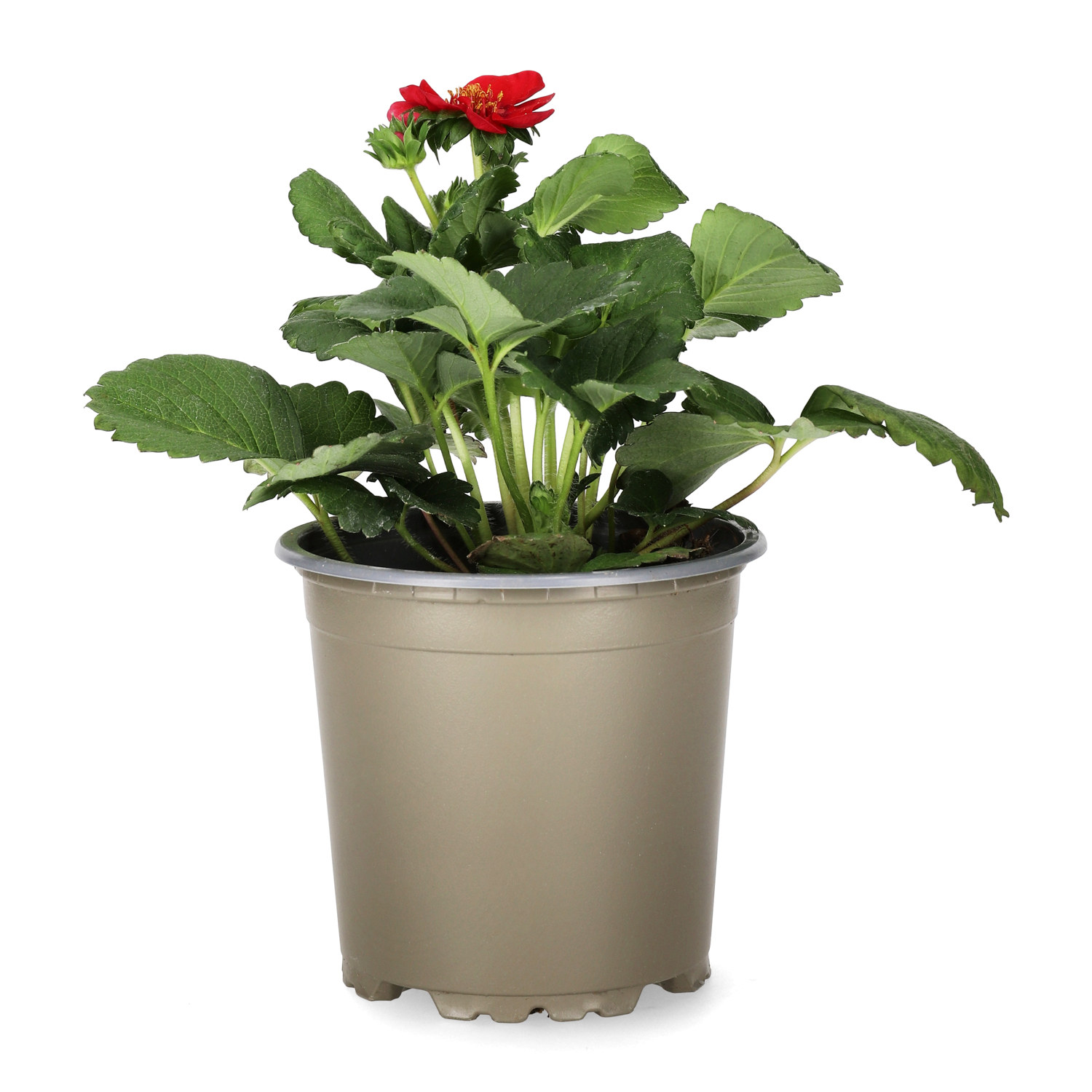 Fragaria x ananassa 'Summer Breeze Rose' KRAV 10,5cm