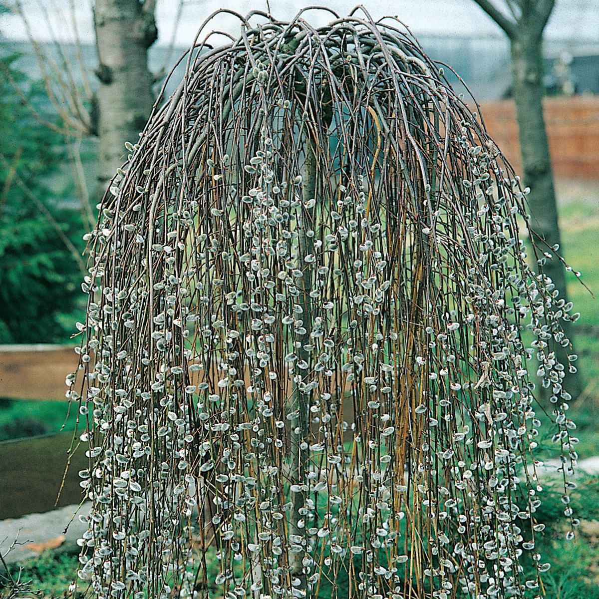 Hängsälg 'Kilmarnock'