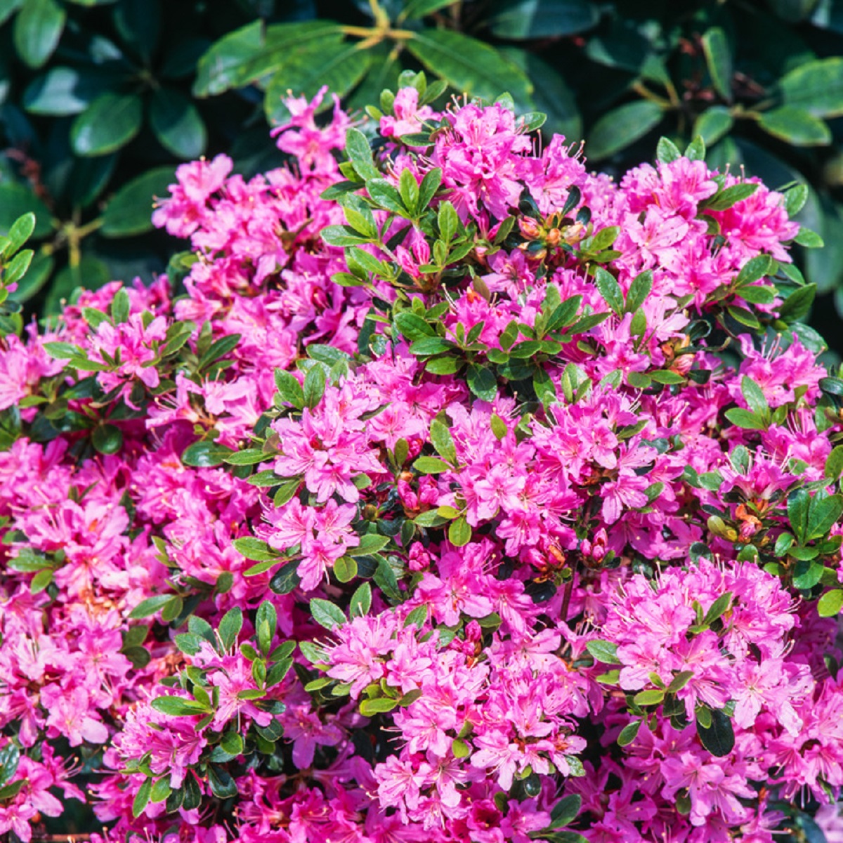 Skvattramalpros BLOOMBUX