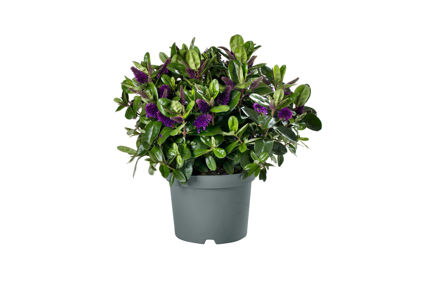 Hebe Andersonii Växt