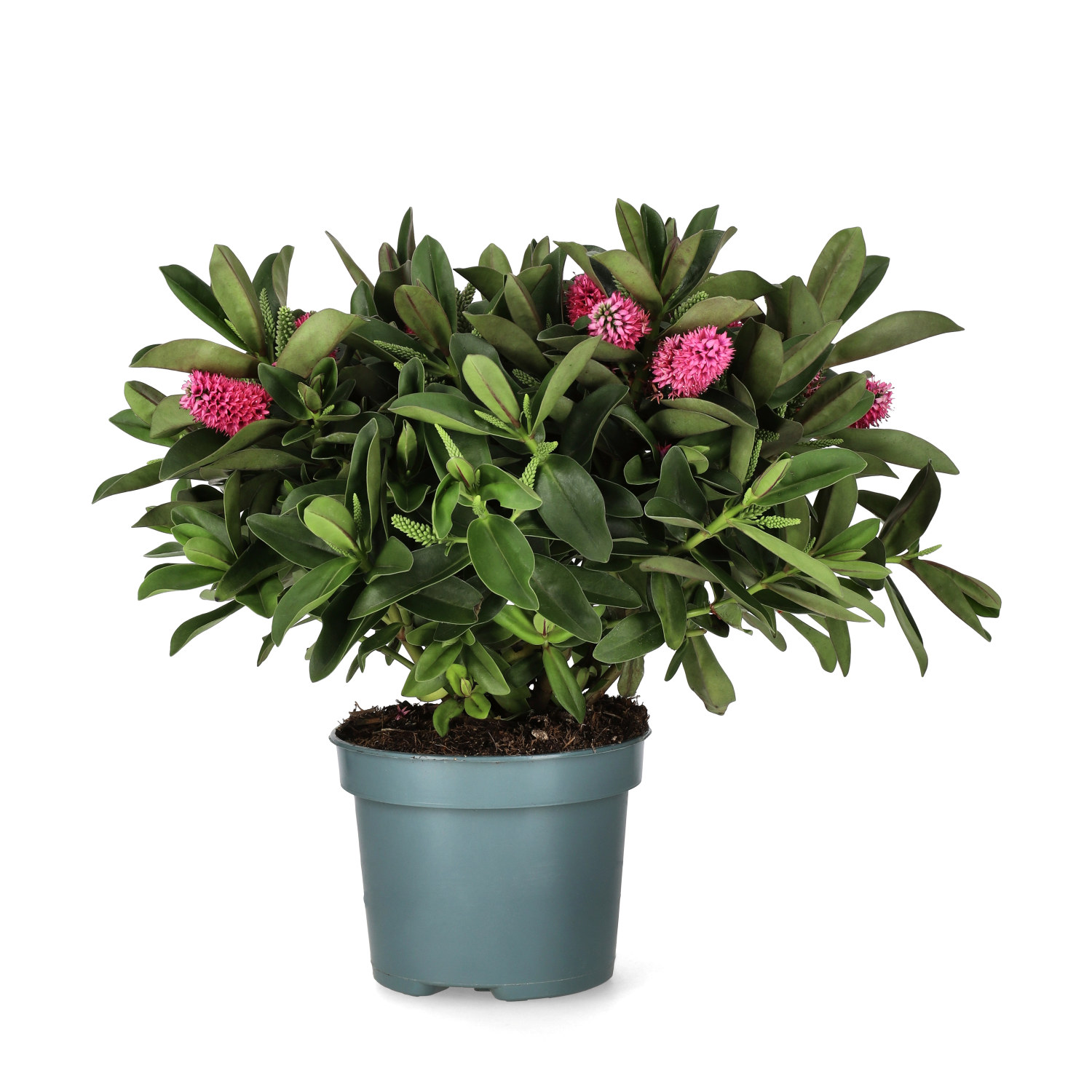 Hebe × andersonii 12 cm