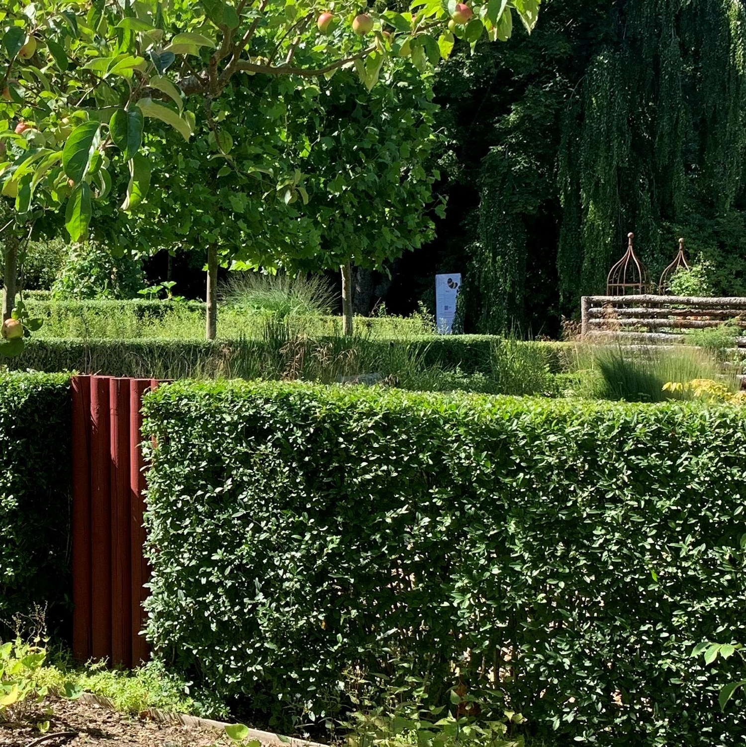 Ligustrum ovalifolium