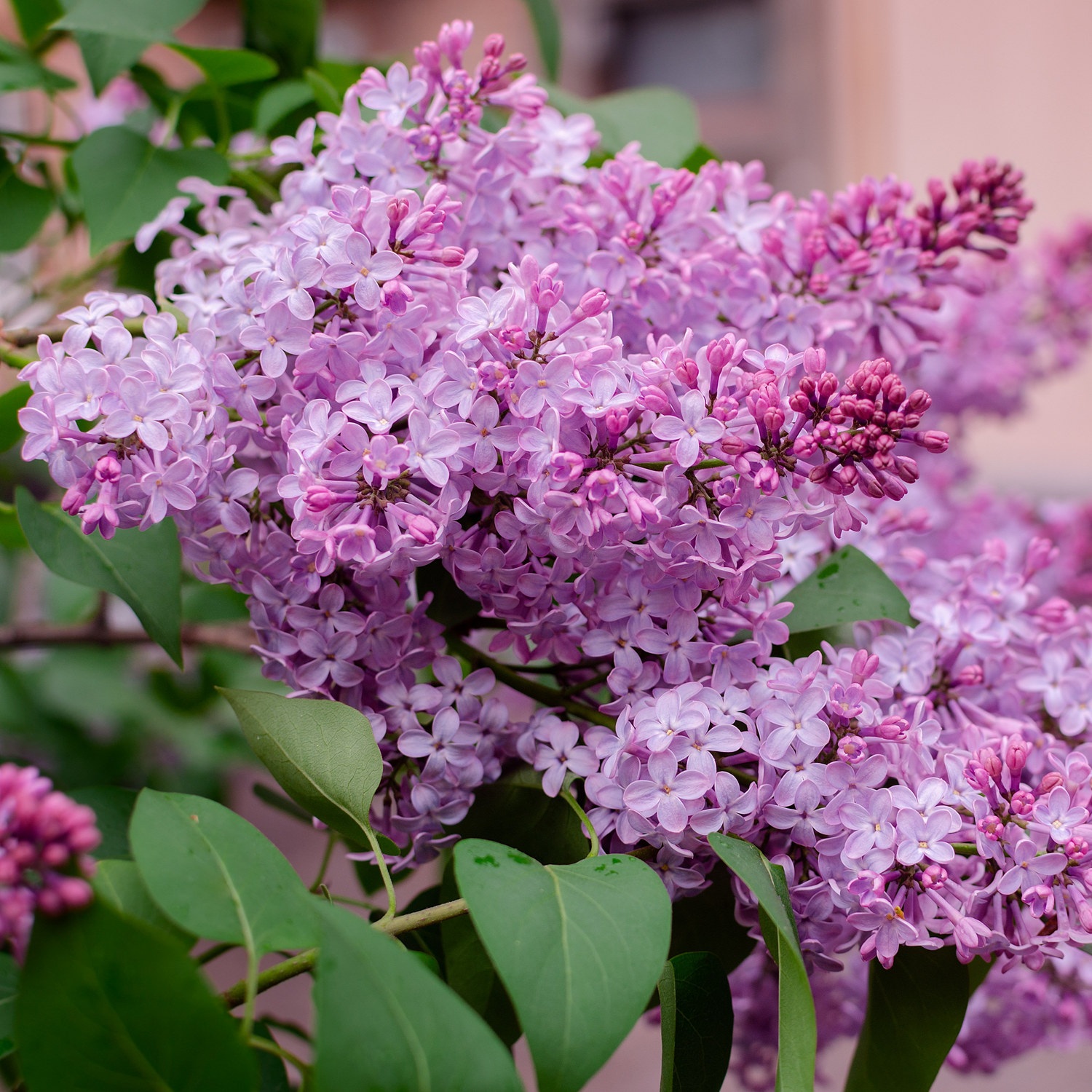 Syringa vulgaris