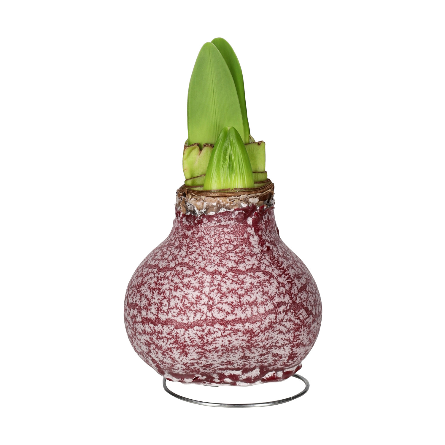 Hippeastrum Wax Marble Burgundy